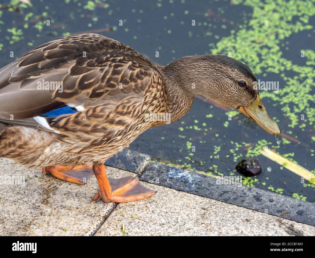 Eine Ente frisst Entenvlies am Ufer eines see Stockfoto