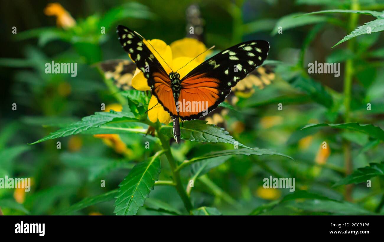 Schmetterling landete auf gelber Blume Stockfoto