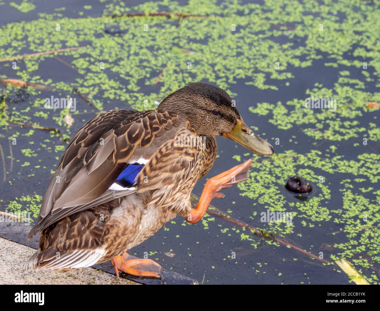 Eine Ente frisst Entenvlies am Ufer eines see Stockfoto