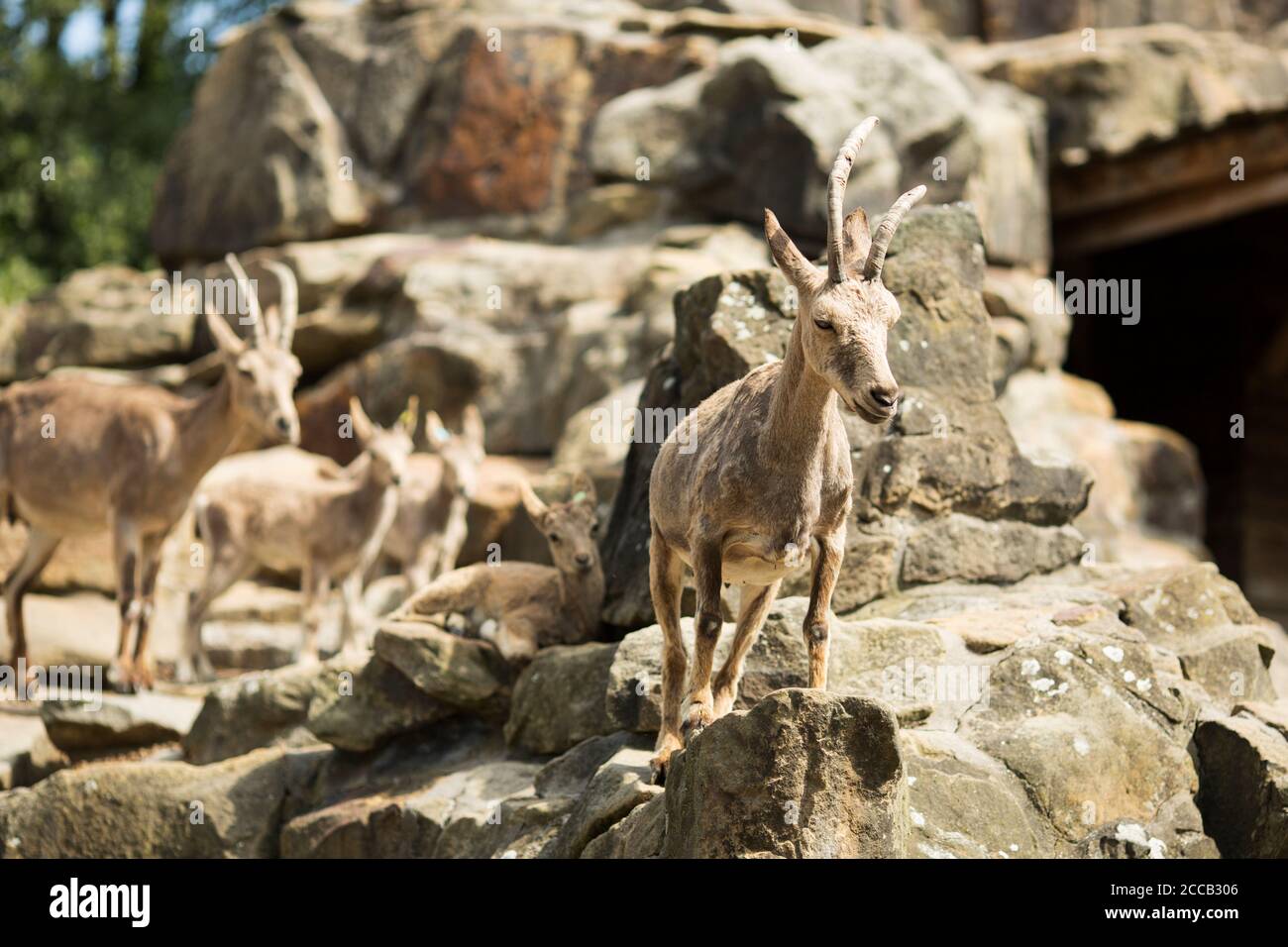 Eine Familie von sibirischen Steinböcken (Capra sibirica), auch bekannt als Altai Steinbock oder Gobi Steinbock, in Zentralasien heimisch, auf einem felsigen Hang. Stockfoto