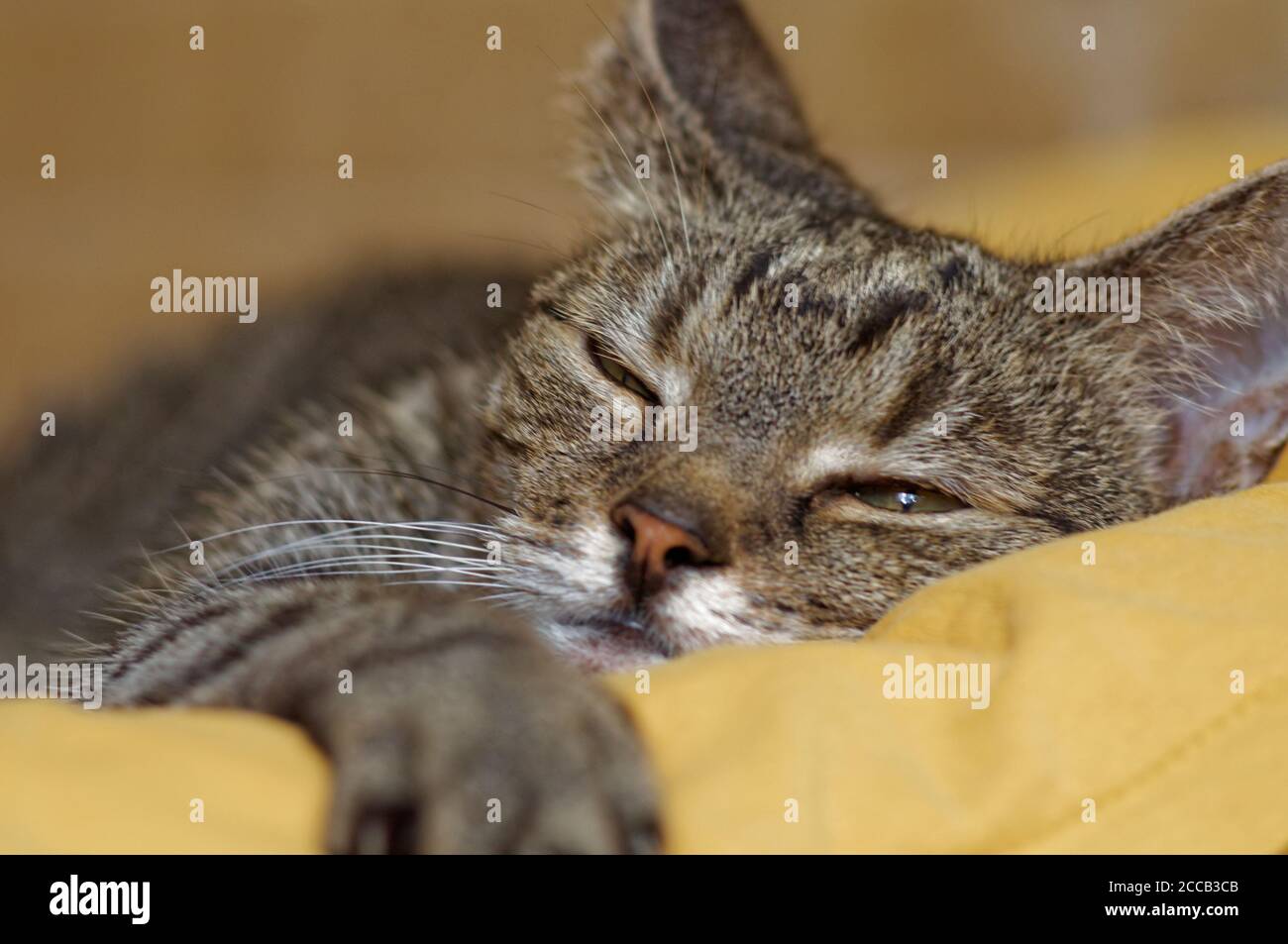 Porträt einer schlafenden Katze, graue Katze mit hübschen Augen Stockfoto