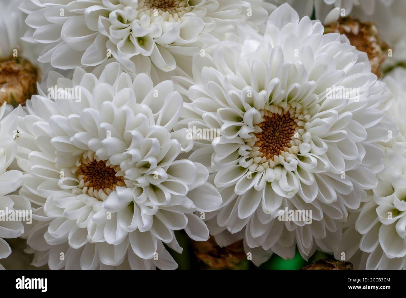 In voller Blüte, weiße hrysanthemum Blume, Dendranthema des Moul, Rahmen aus bilska, Blume in voller Blüte große helle Blume leben Wand Stockfoto