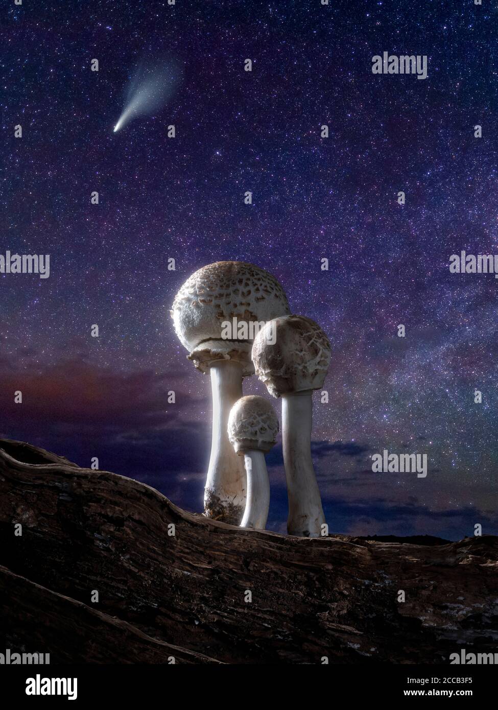 Drei Pilze unter Sternenhimmel mit Kometen. Stockfoto
