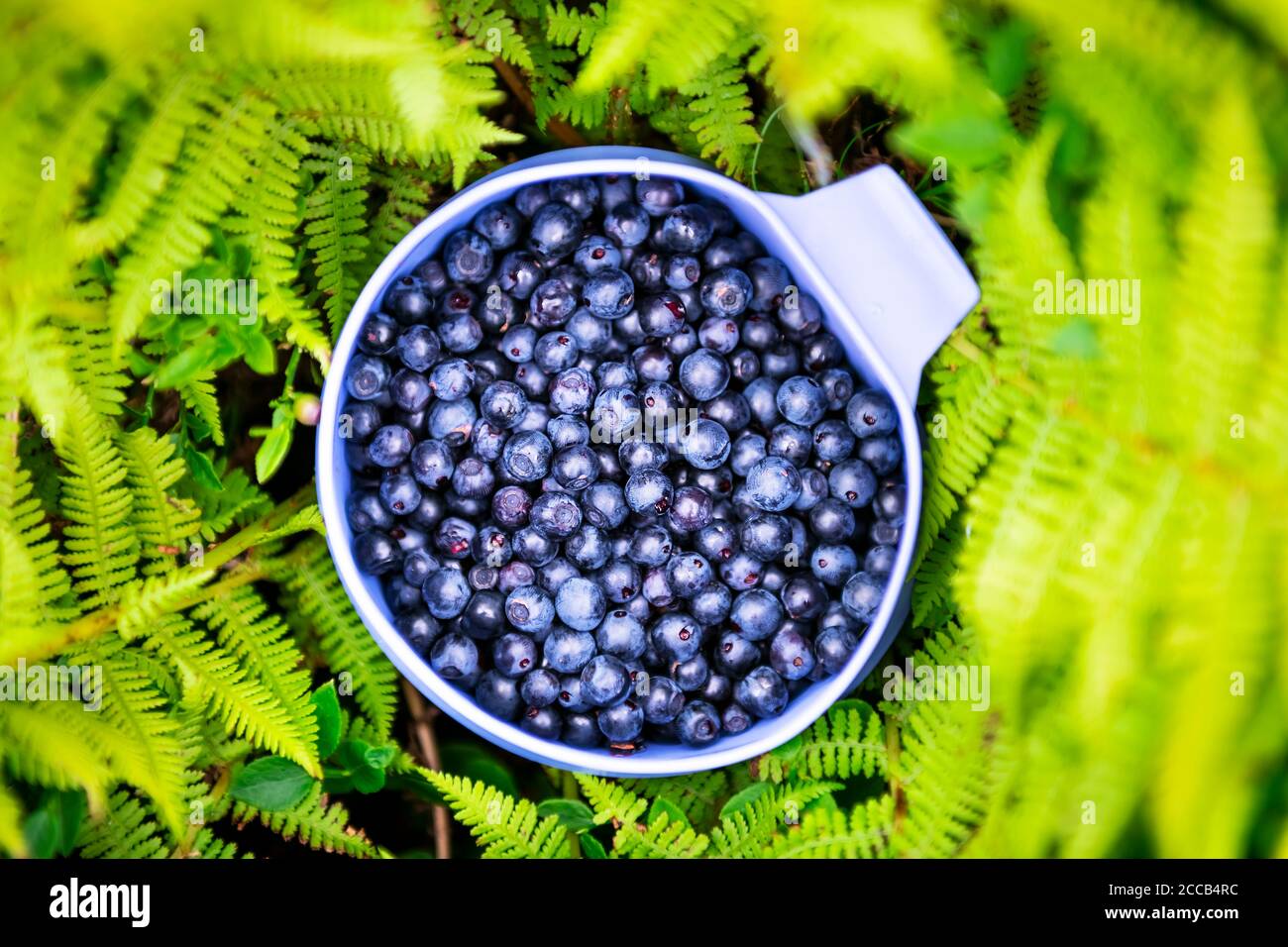 Heidelbeerbeeren in blauer Tasse im grünen Farnbusch Nahaufnahme. Natürliche Bio-Lebensmittel, gesammelt in wilden Bergen Stockfoto