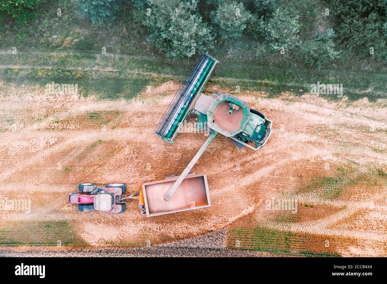 Ernte Weizen im Herbst Feld. Ein moderner Traktor steht direkt neben dem Mähdrescher und transportiert Weizenkorn. Luftaufnahme von oben Stockfoto