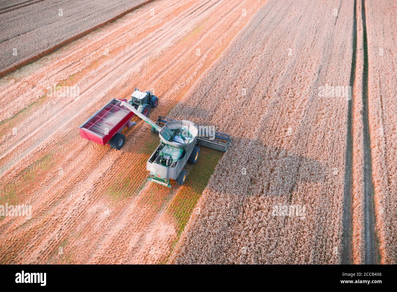 Ernte Weizen im Herbst Feld. Ein moderner Traktor steht direkt neben dem Mähdrescher und transportiert Weizenkorn. Luftaufnahme von oben Stockfoto