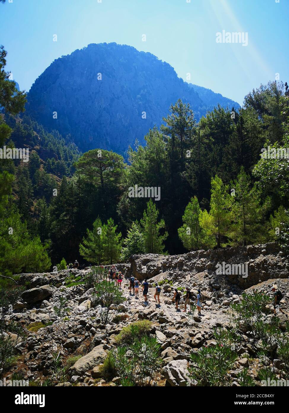 Linie von Wanderern in den Bergen durch Wald in der berühmten Samaria Schlucht auf Kreta Stockfoto