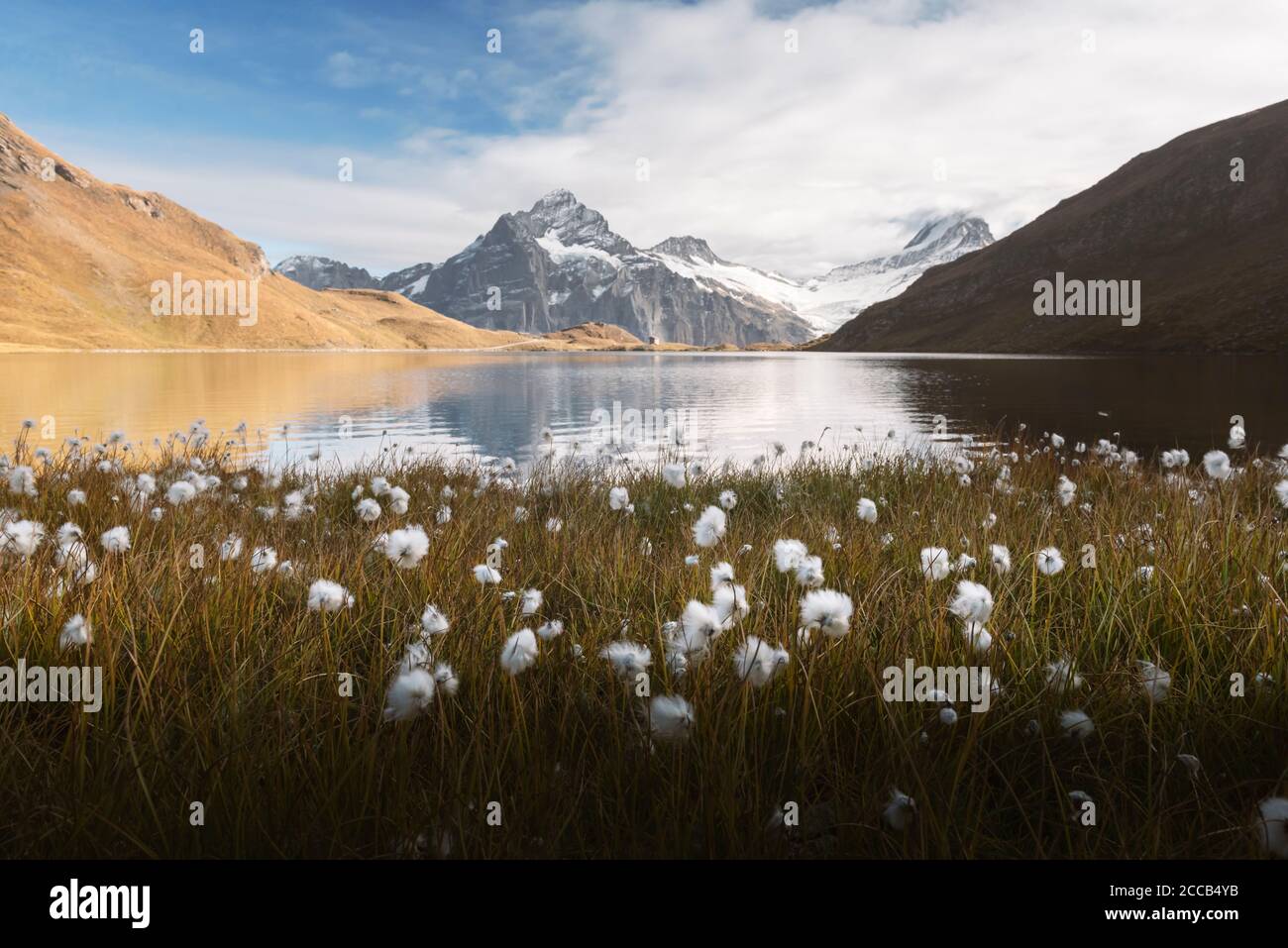 Malerischer Blick auf den See Bachalpsee in den Schweizer Alpen. Weiße Blumen blühen im Vordergrund. Tal von Grindelwald, Schweiz. Landschaftsfotografie Stockfoto