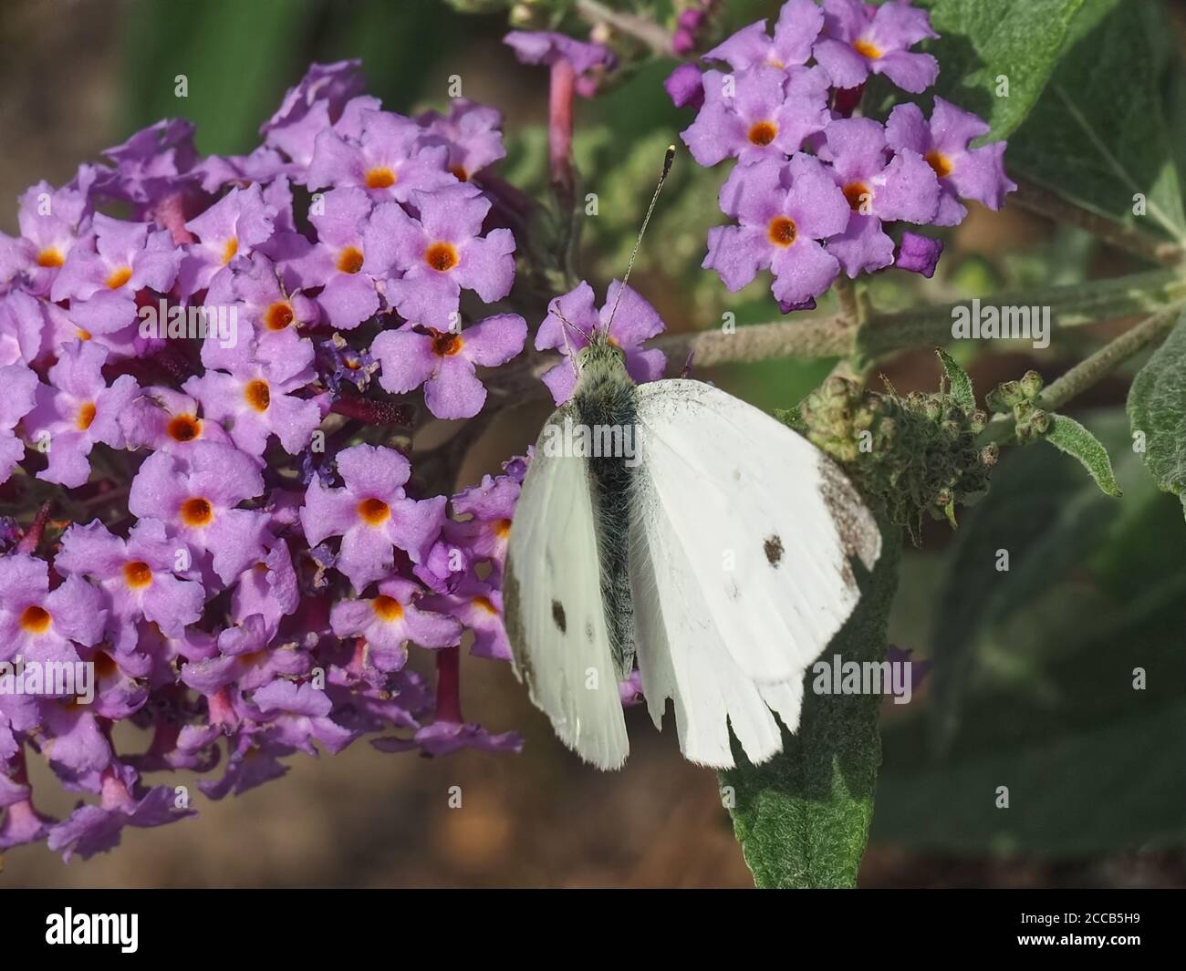 Makro eines Weißkohlschmetterlings Stockfoto