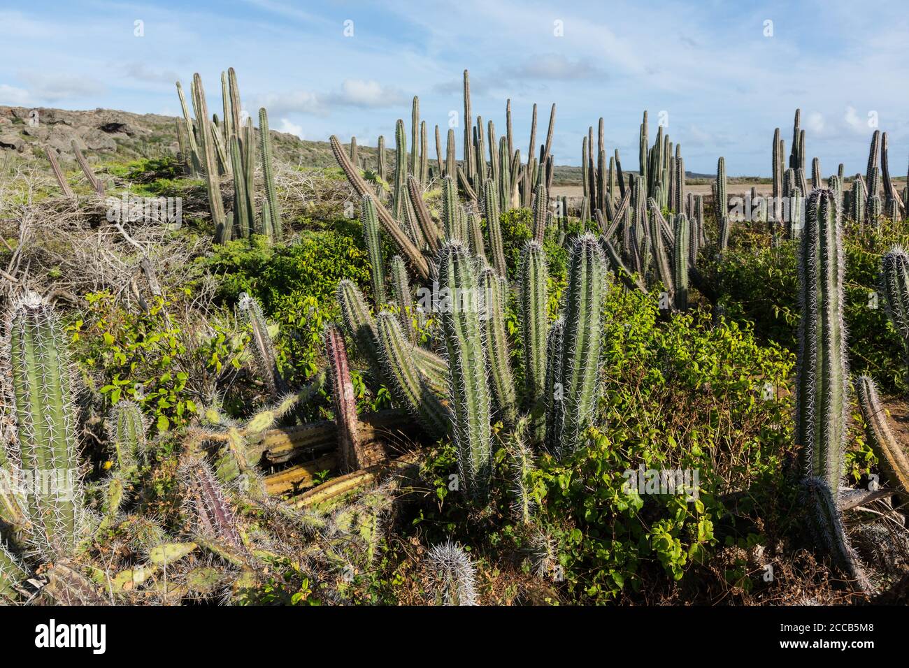 Trockener Dorn-Peeling-Wald in der Region Bandabou im Nordwesten von Curacao mit Akaziensträuchern und Kolumnar Mexican Organ Pipe Cactus, Stenocereus griseus, kno Stockfoto