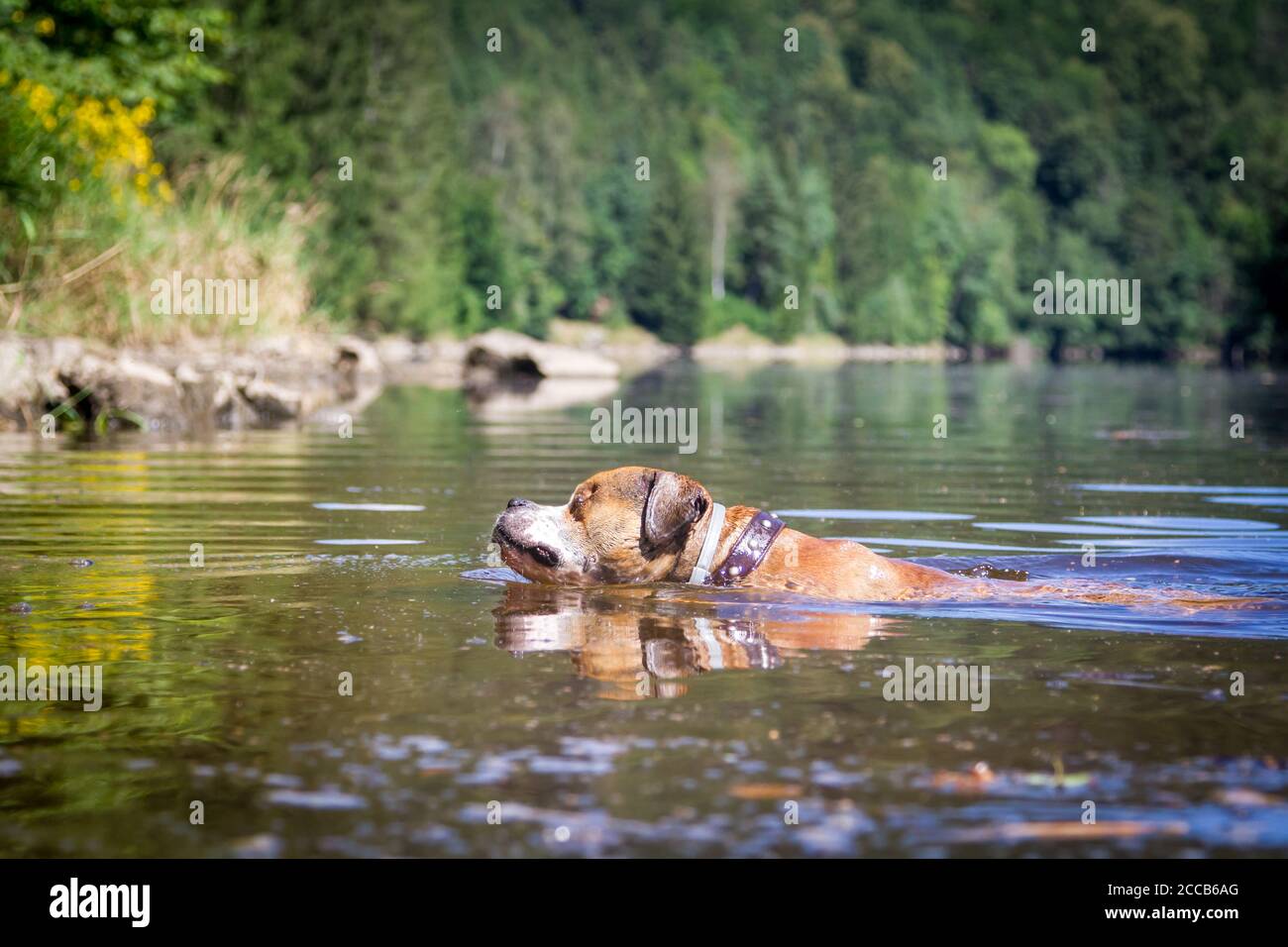 Bulldog schwimmt im Wasser Stockfoto