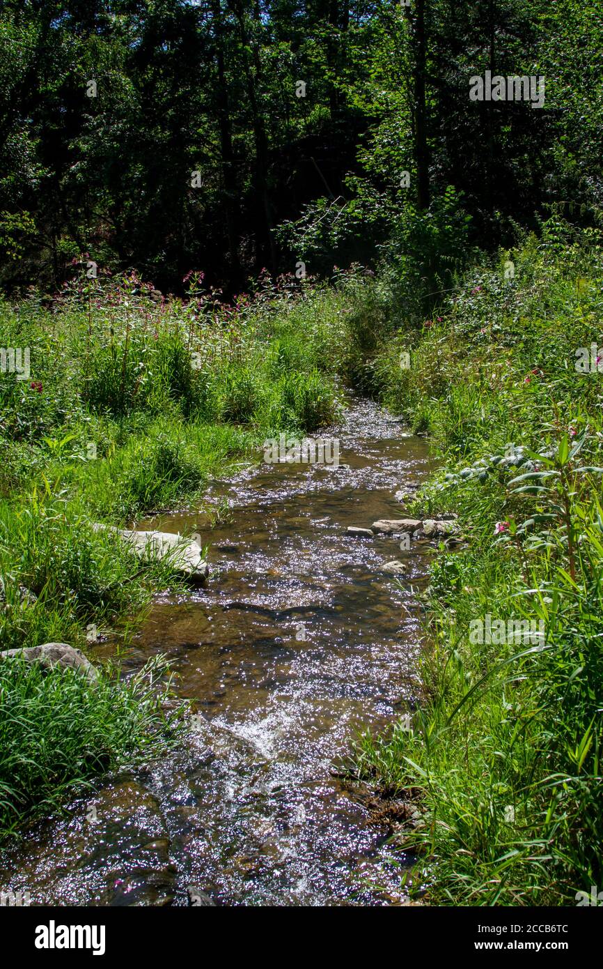 Kleiner Bach, Kamptal-Seenweg 620, Wanderung bei Dobra Stausee, Waldviertel, Österreich Stockfoto