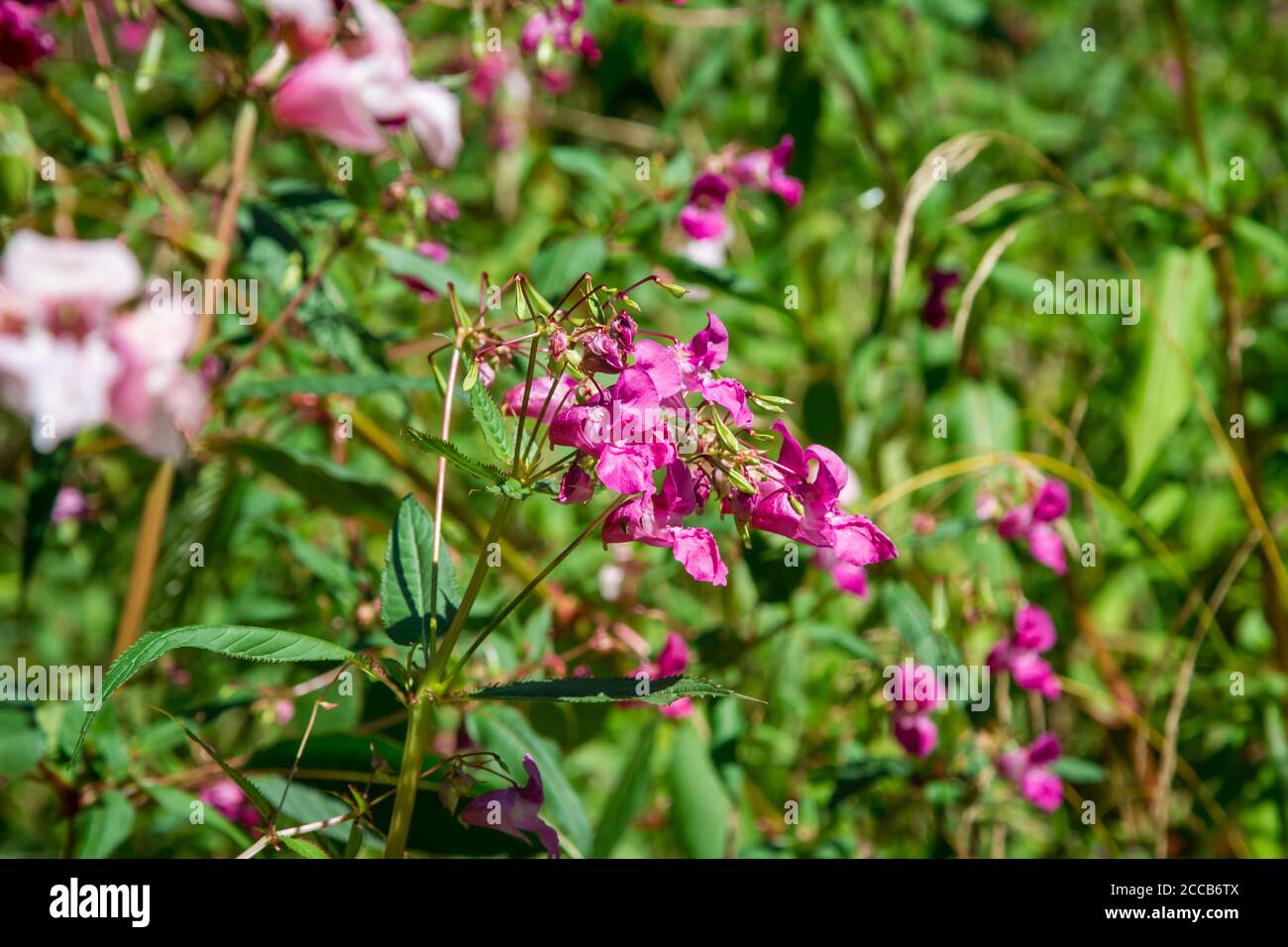 Impatiens glandurifera, eine invasive Pflanze, die neben dem Kamptal-Seenweg 620 wächst, Wandern in der Nähe des Dobra-Stausees, Waldviertel, Österreich Stockfoto