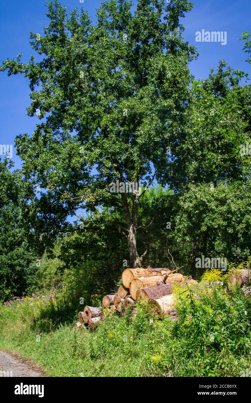 Holzstapel, Kamptal-Seenweg 620, Wanderung bei Dobra Stausee, Waldviertel, Österreich Stockfoto