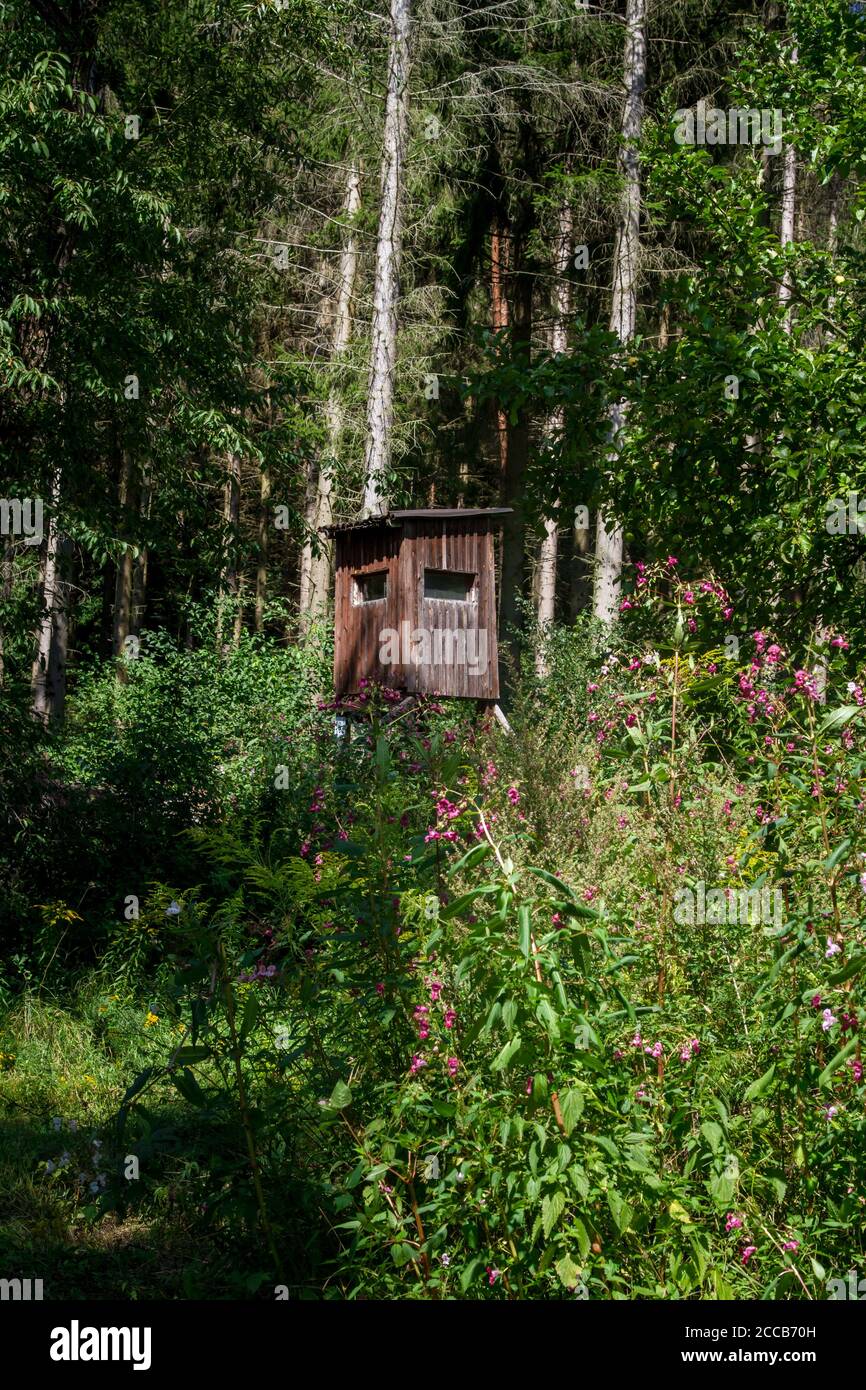 Hirschstand im Wald, Kamptal-Seenweg 620, Wandern bei Dobra Stausee, Waldviertel, Österreich Stockfoto
