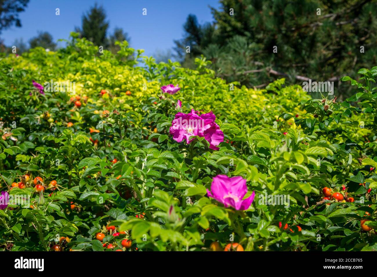 Rosenhecke, Schloss Waldrichs, Kamptal-Seenweg 620, Wandern bei Dobra Stausee, Waldviertel, Österreich Stockfoto