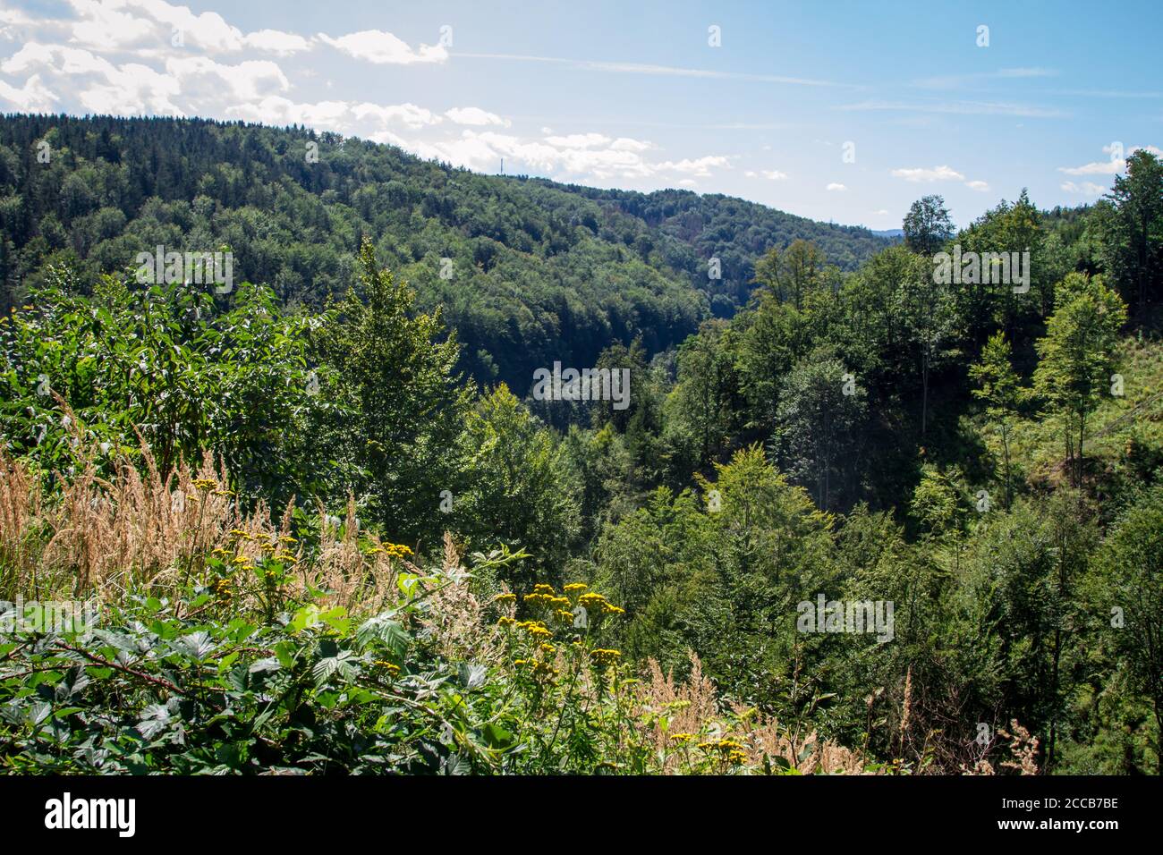 Wald, Kamptal-Seenweg 620, Wandern bei Dobra Stausee, Waldviertel, Österreich Stockfoto
