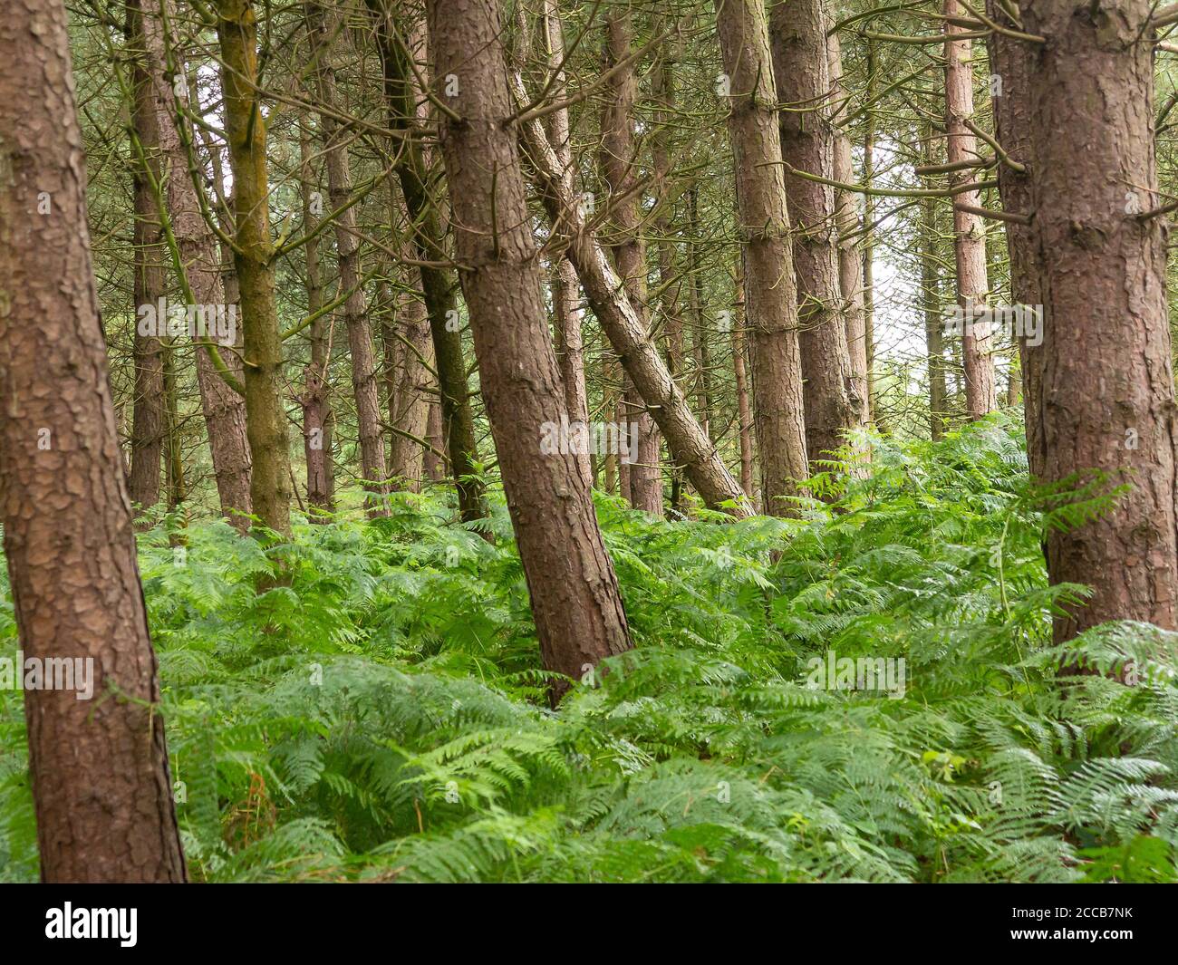 Schiefe Bäume in Daresbury Firs Stockfoto