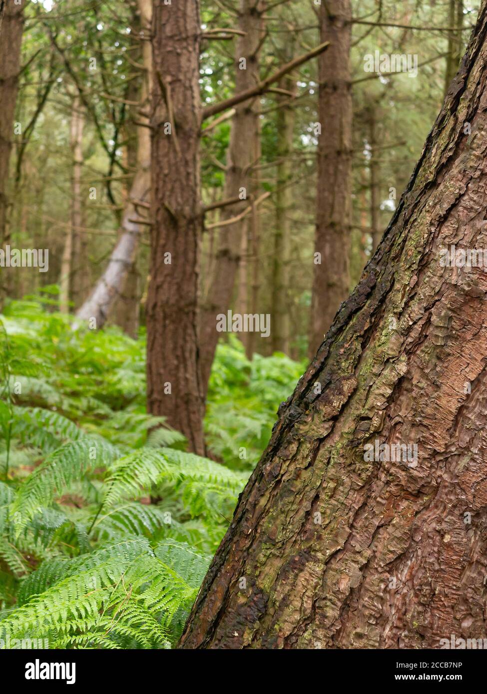 Schiefe Bäume in Daresbury Firs Stockfoto