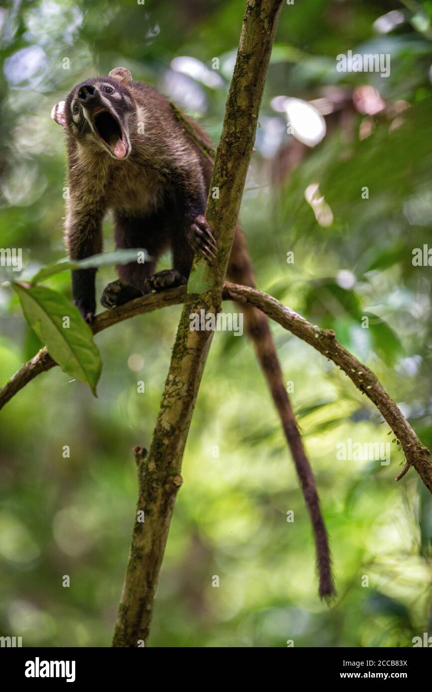 Ein erwachsener Weißnasencoati (Nasua narica), der in einigen Baumzweigen aufsteht, gähnt, während er im Regenwald Costa Ricas der Kamera gegenübersteht. Stockfoto