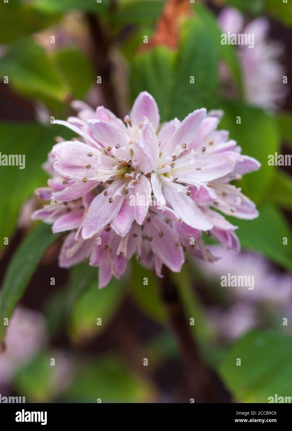 Nahaufnahme der Blume von Deutzia Mont Rose EINE sommergrüne Buschiger Strauch mit lila rosa Blüten, die in der früh erscheinen Sommer und ist frosthart Stockfoto