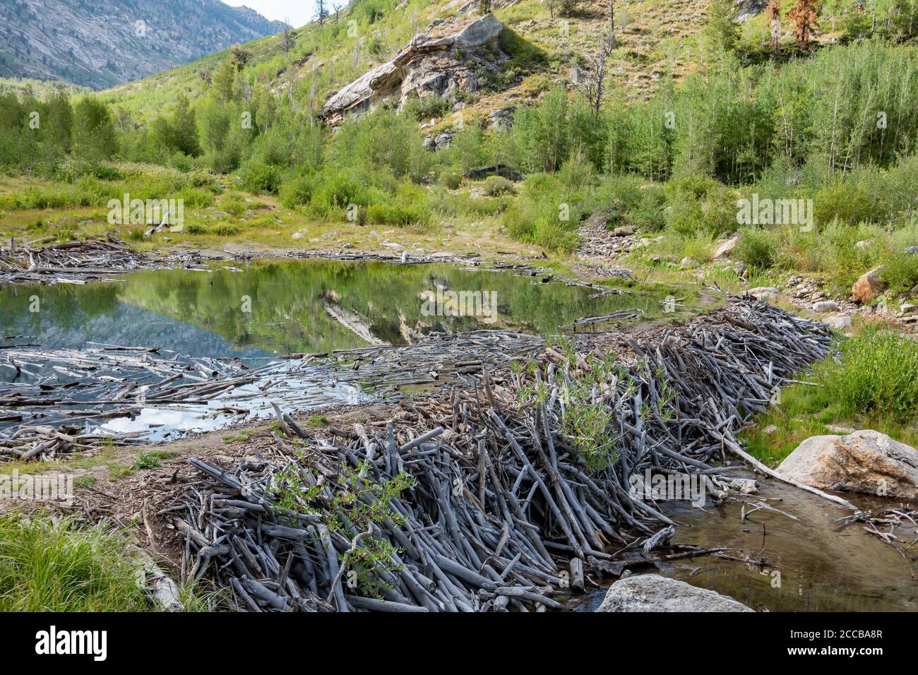 Wunderschöne Landschaft rund um den Lamoille Canyon, Nevada Stockfoto