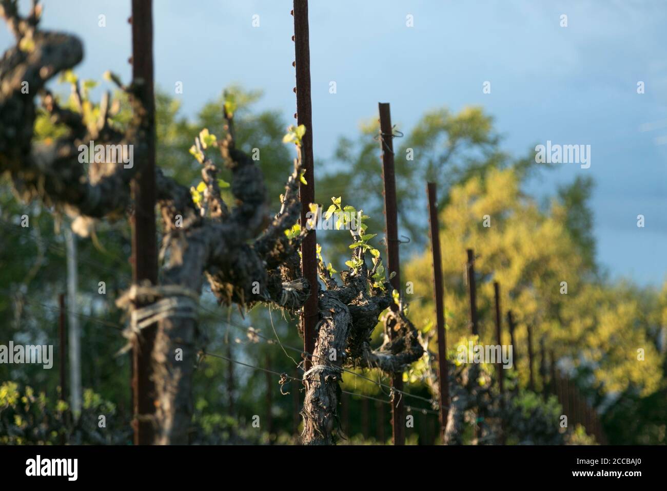 Neue Blätter auf Weinreben vor dem Hintergrund von Bäumen und blauen Himmel. Frühling im Weinland. Stockfoto