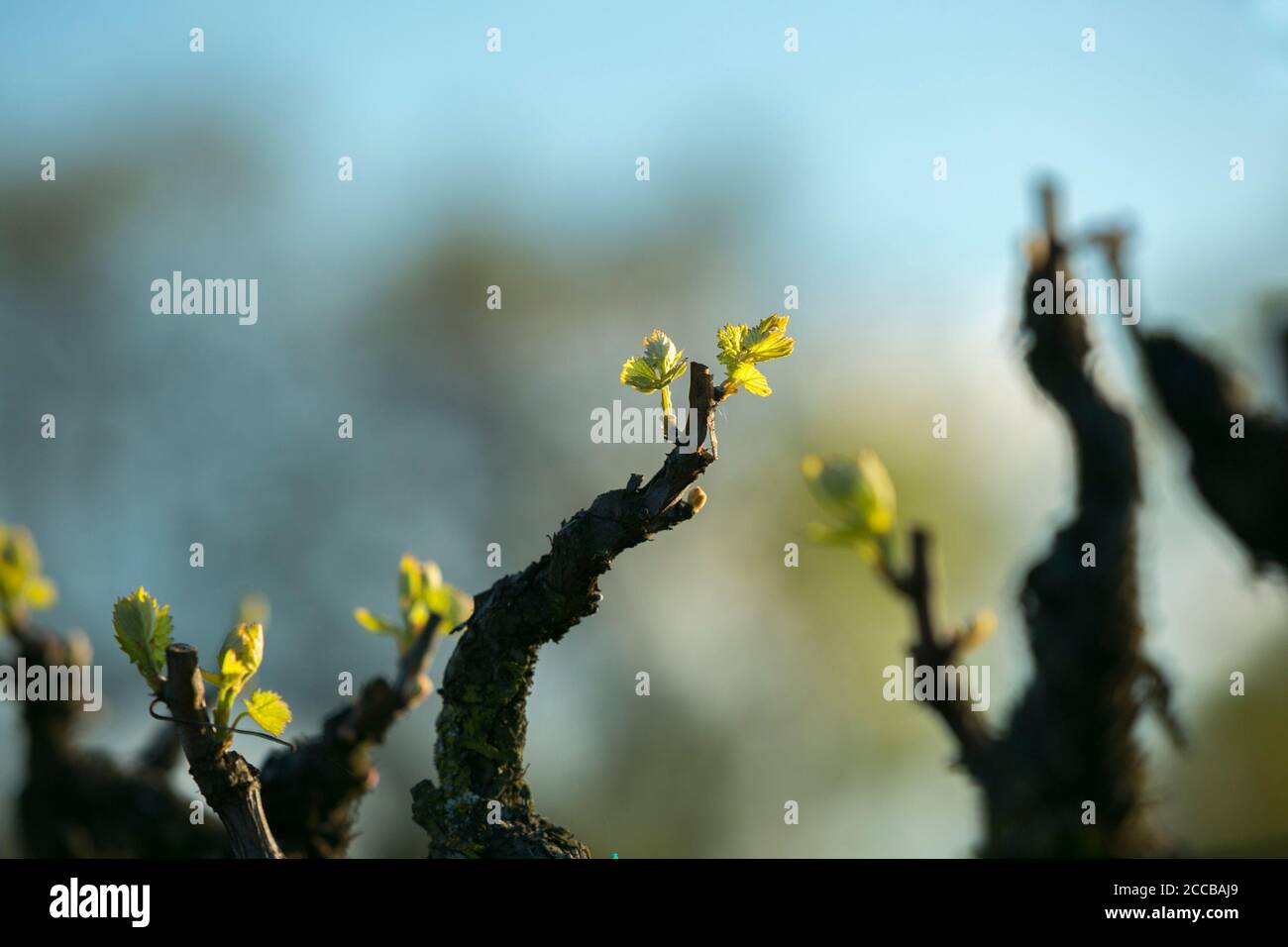 Neue Blätter auf Weinreben vor dem Hintergrund von Bäumen und blauen Himmel. Frühling im Weinland. Stockfoto