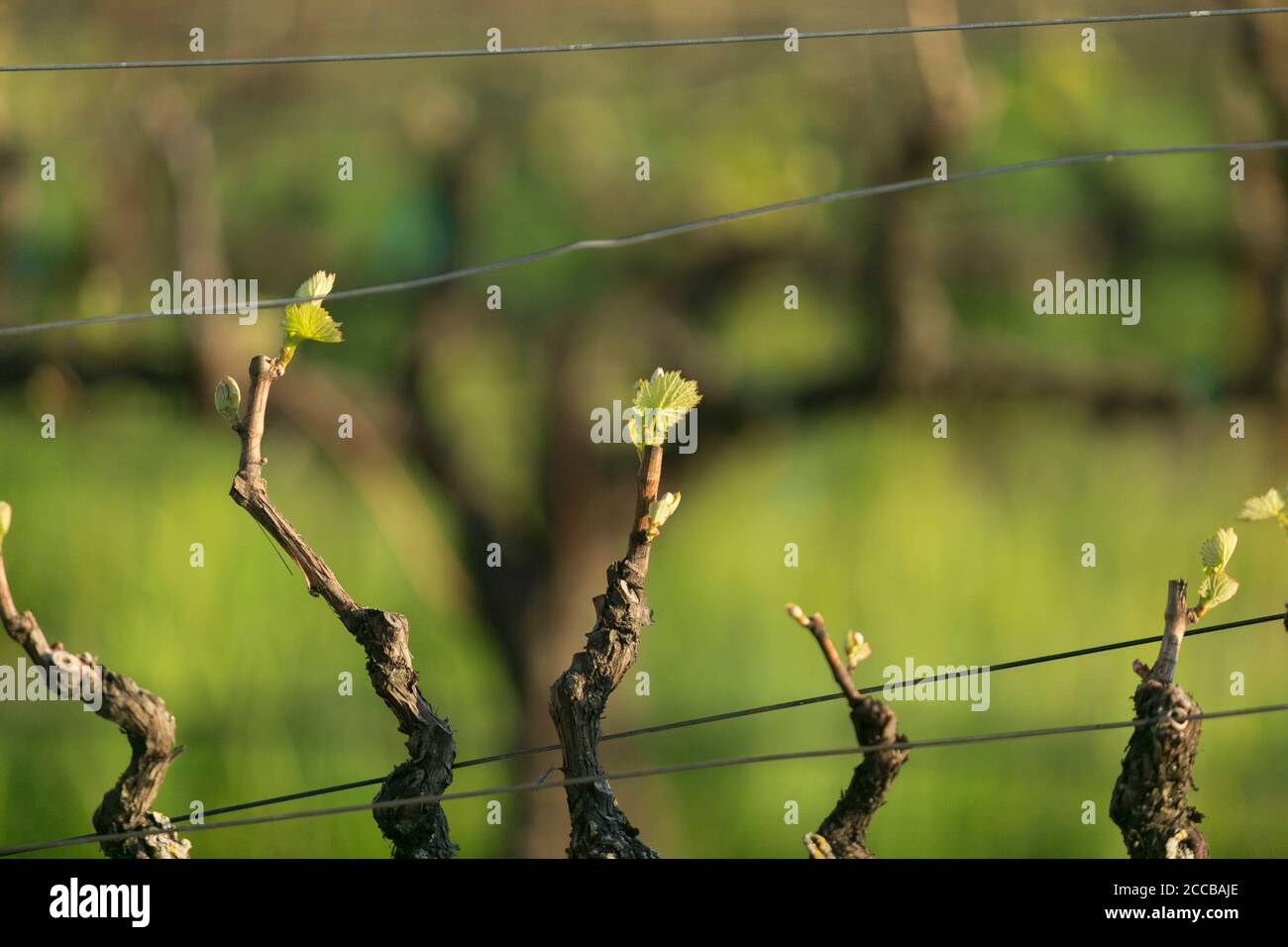 Detailaufnahme des neuen Wachstums auf einer Reihe von Weinreben während der goldenen Stunde im Frühling. Stockfoto