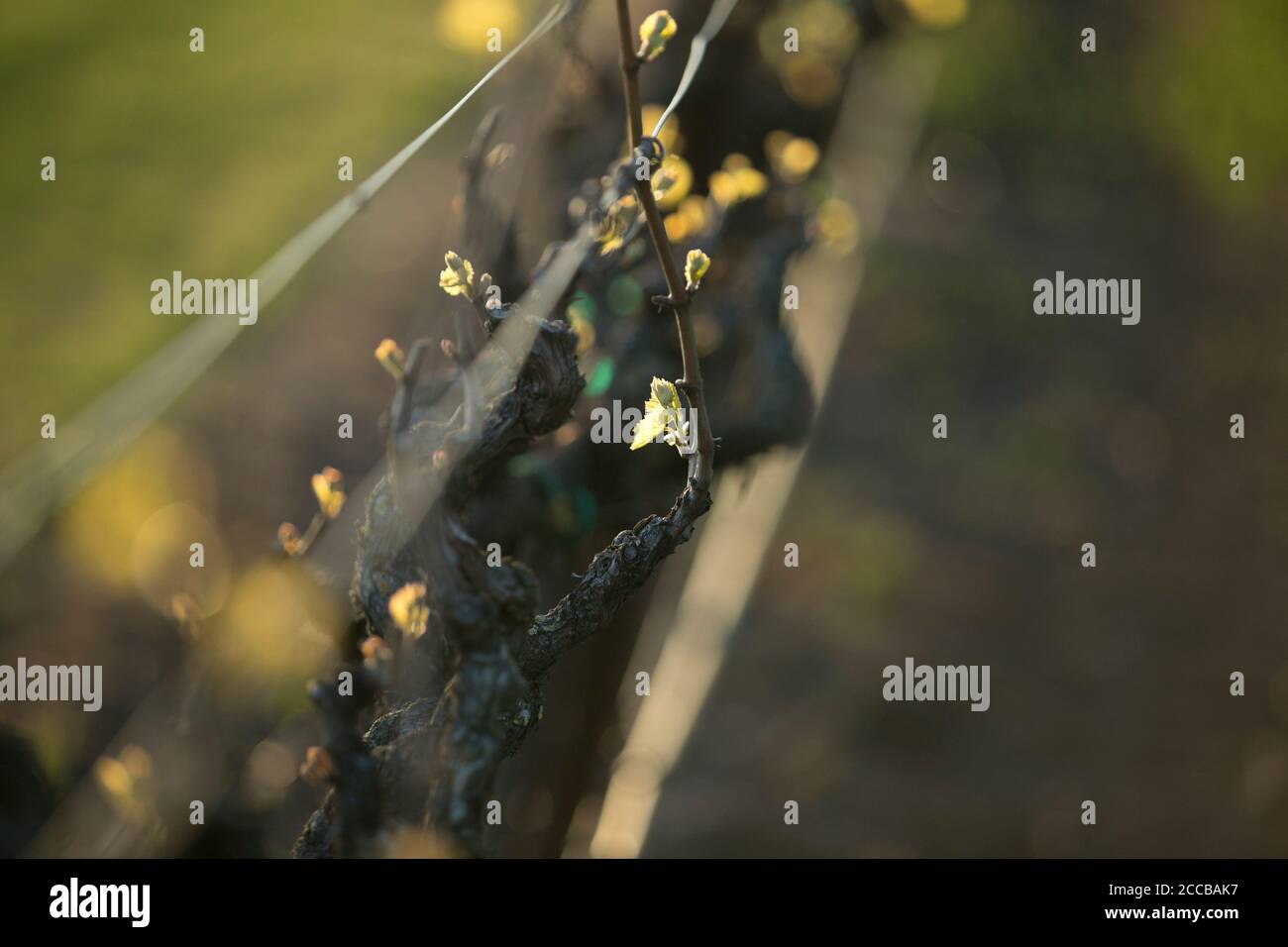 Detailaufnahme des neuen Wachstums auf einer Reihe von Weinreben während der goldenen Stunde im Frühling. Stockfoto