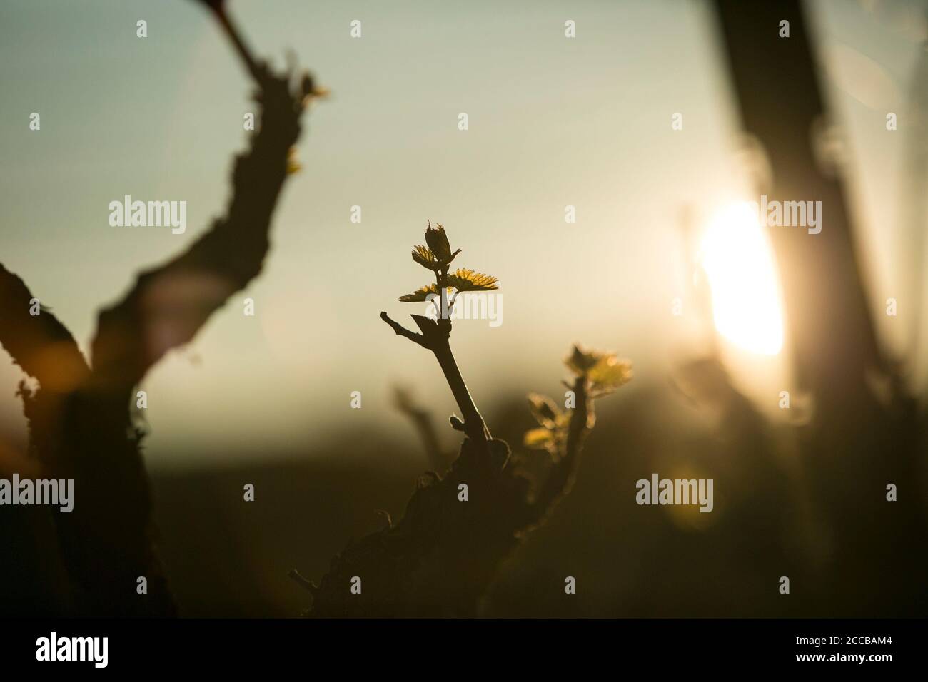 Teilweise Silhouette von neuen Blättern auf Weinreben während der goldenen Stunde. Frühling im Weinland. Stockfoto