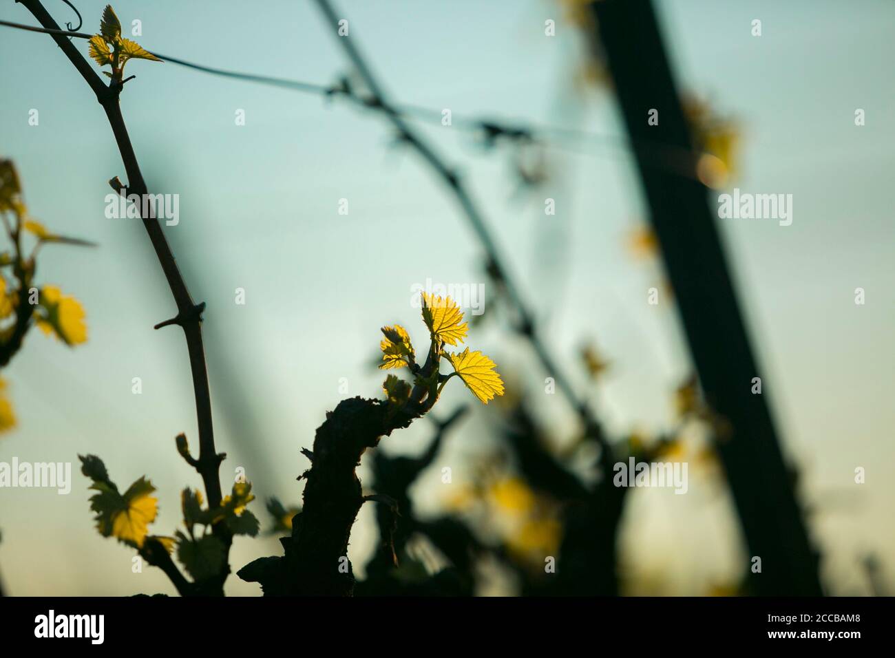 Neue Blätter auf Weinreben vor dem Hintergrund von Bäumen und blauen Himmel. Frühling im Weinland. Stockfoto