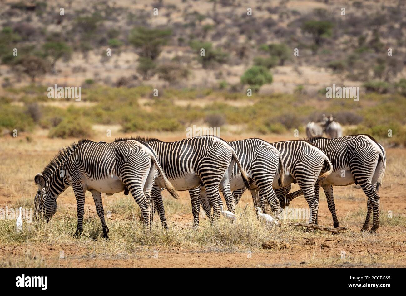 Herde von Grevy Zebra in der Schlange stehen und Gras essen Im Samburu National Reserve Kenya Stockfoto