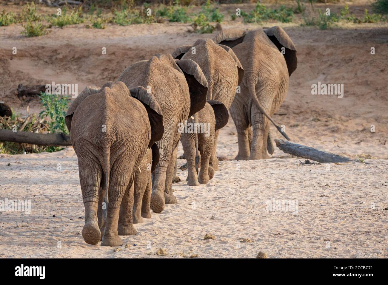 Zurück Landschaftsansicht einer Elefantenfamilie mit Erwachsenen und Babys, die in Samburu Kenya über das trockene Flussbett wandern Stockfoto