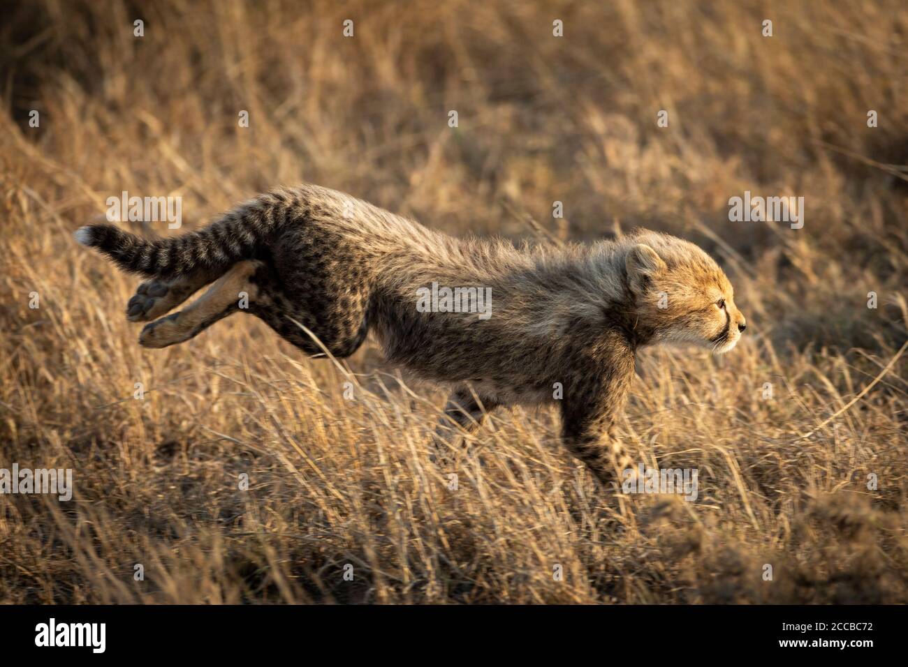 Kleine Gepard läuft schnell in hohen Winter gelben Gras in Serengeti Tansania Stockfoto