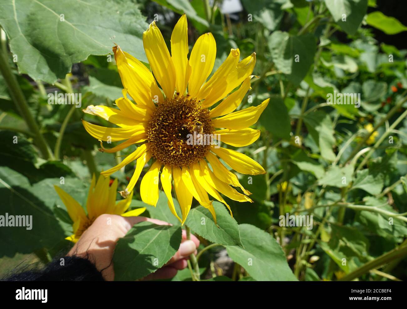 Eine australische Honigbiene sammelt Pollen von einer Sonnenblume Stockfoto