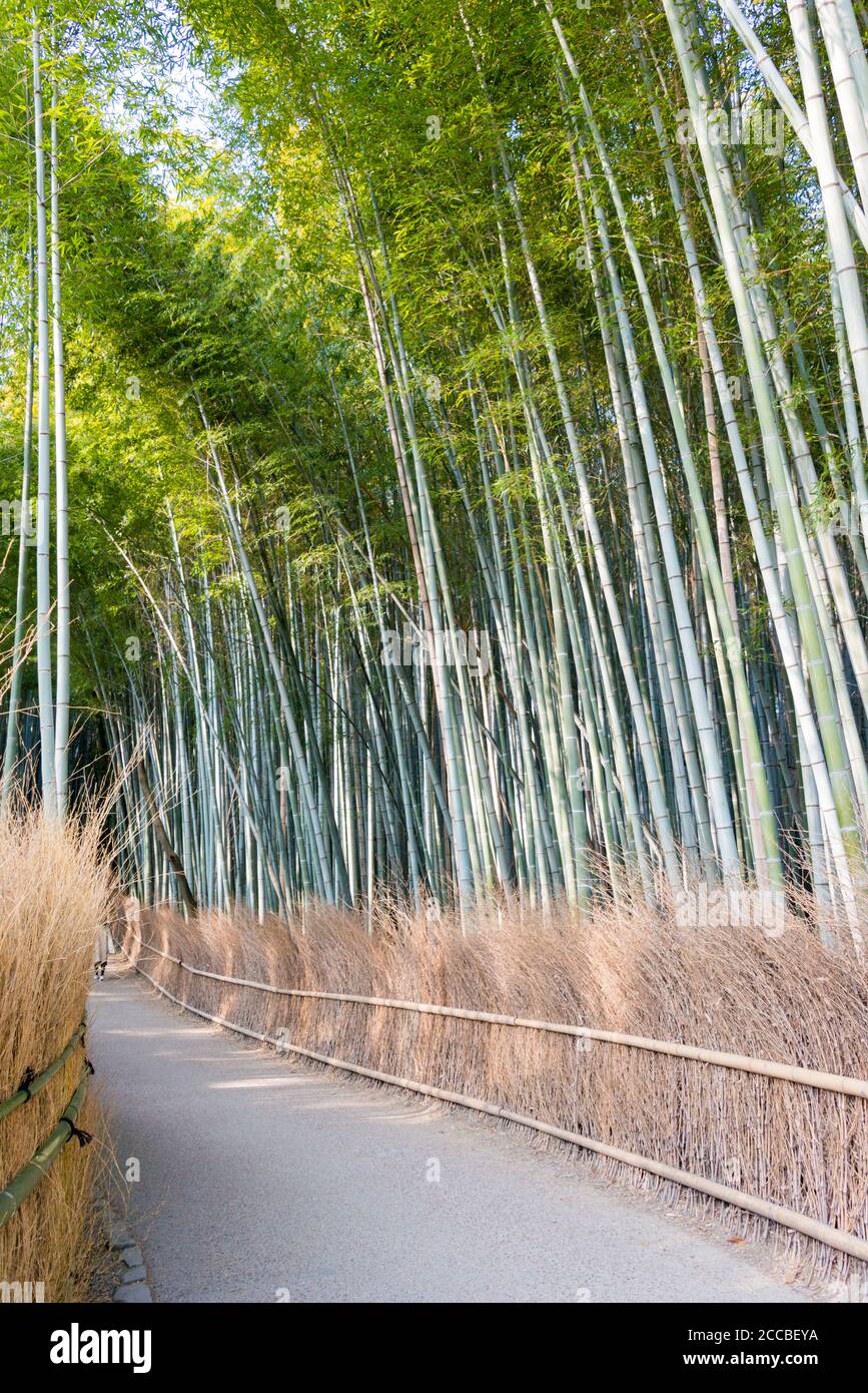 Kyoto, Japan - Bambuswaldweg (Chikurin-no-Komichi). Ein berühmter Touristenort in Arashiyama, Kyoto, Japan. Stockfoto