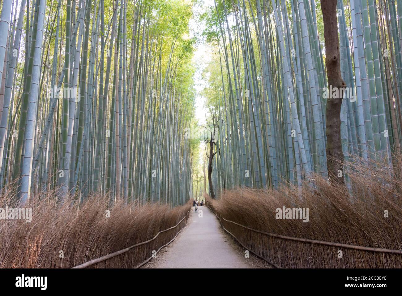 Kyoto, Japan - Bambuswaldweg (Chikurin-no-Komichi). Ein berühmter Touristenort in Arashiyama, Kyoto, Japan. Stockfoto