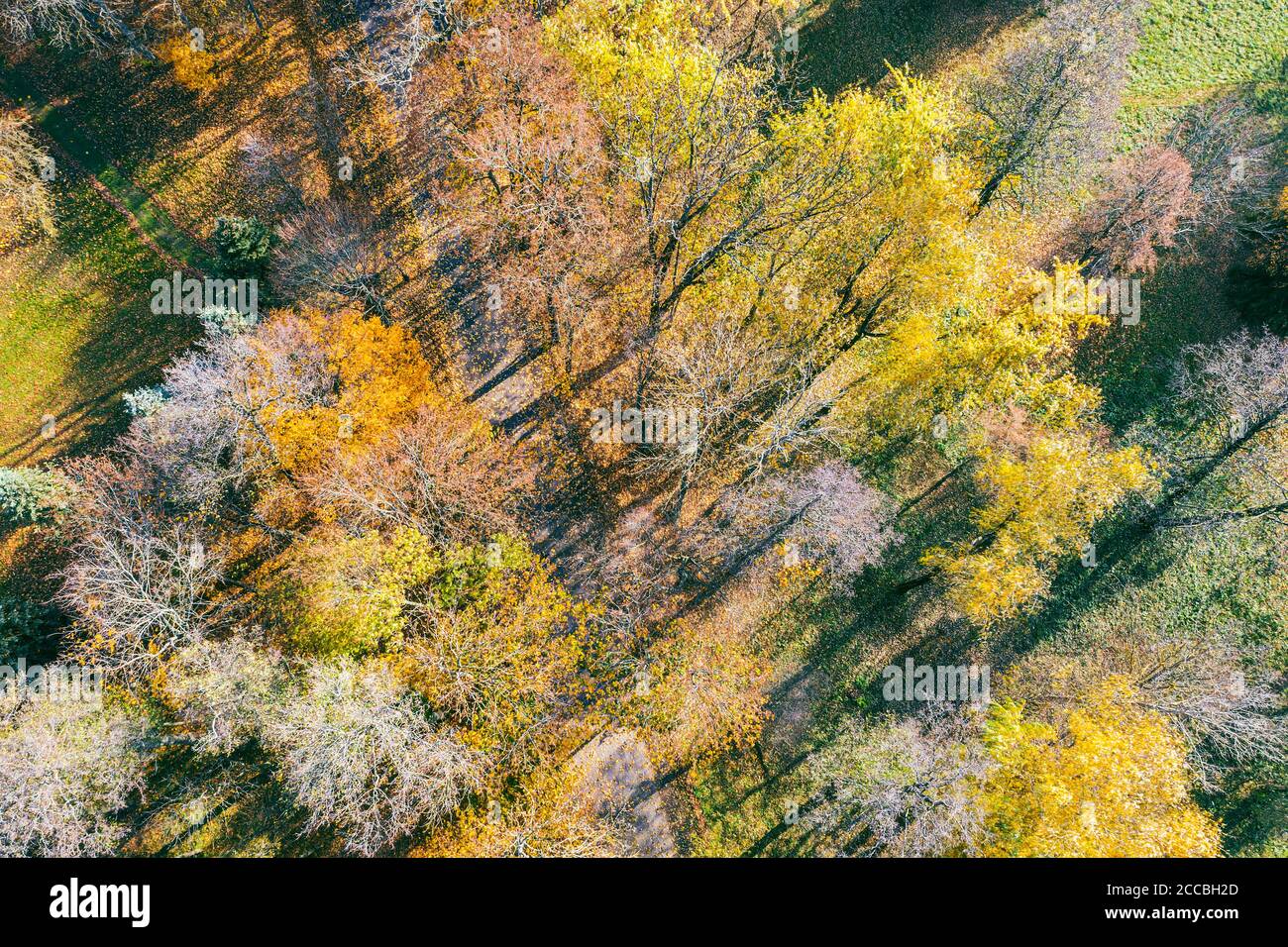 Schöne Landschaft mit leeren Waldstraße. Bäume mit gelben und orangefarbenen Blättern. Luftbild Stockfoto