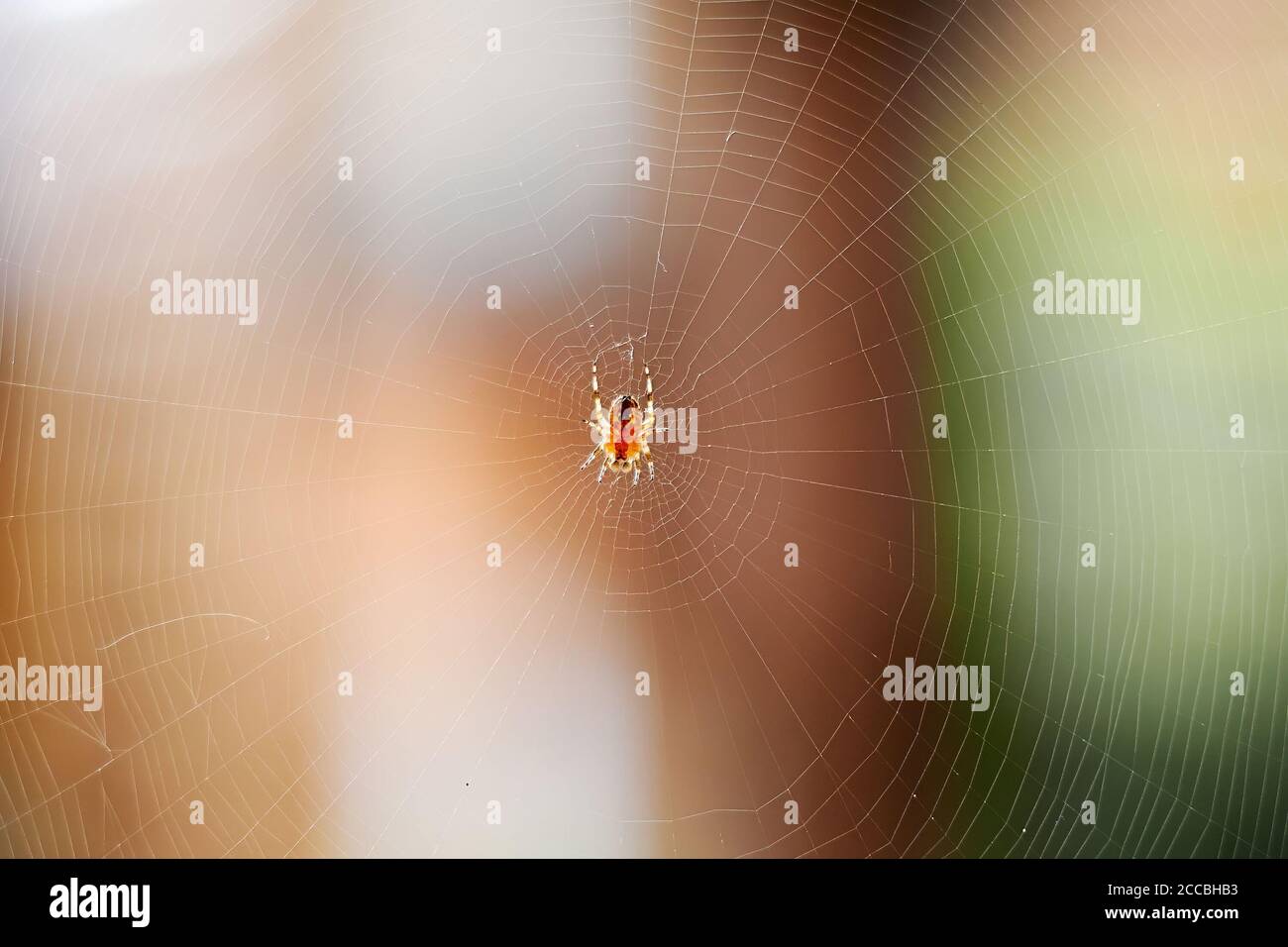 Giftige gruselige Spinne auf dem breiten weißen Netz im Wald. Wilde Insekten in der Natur. Tierjagd Stockfoto