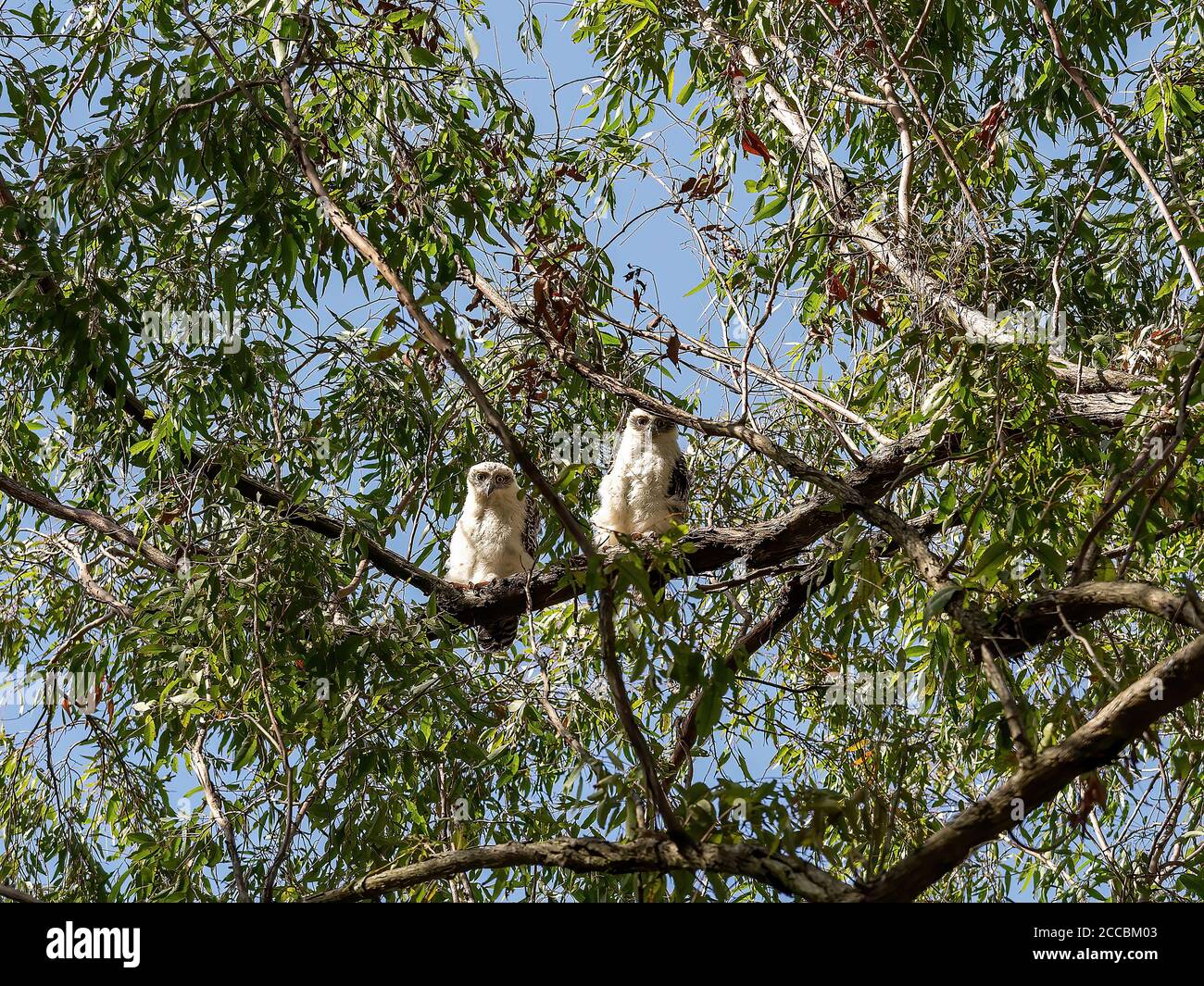 Ein Paar mächtige Eulen auf einem Baum Ast sitzen Zwischen den Blättern ihrer Waldumgebung Stockfoto