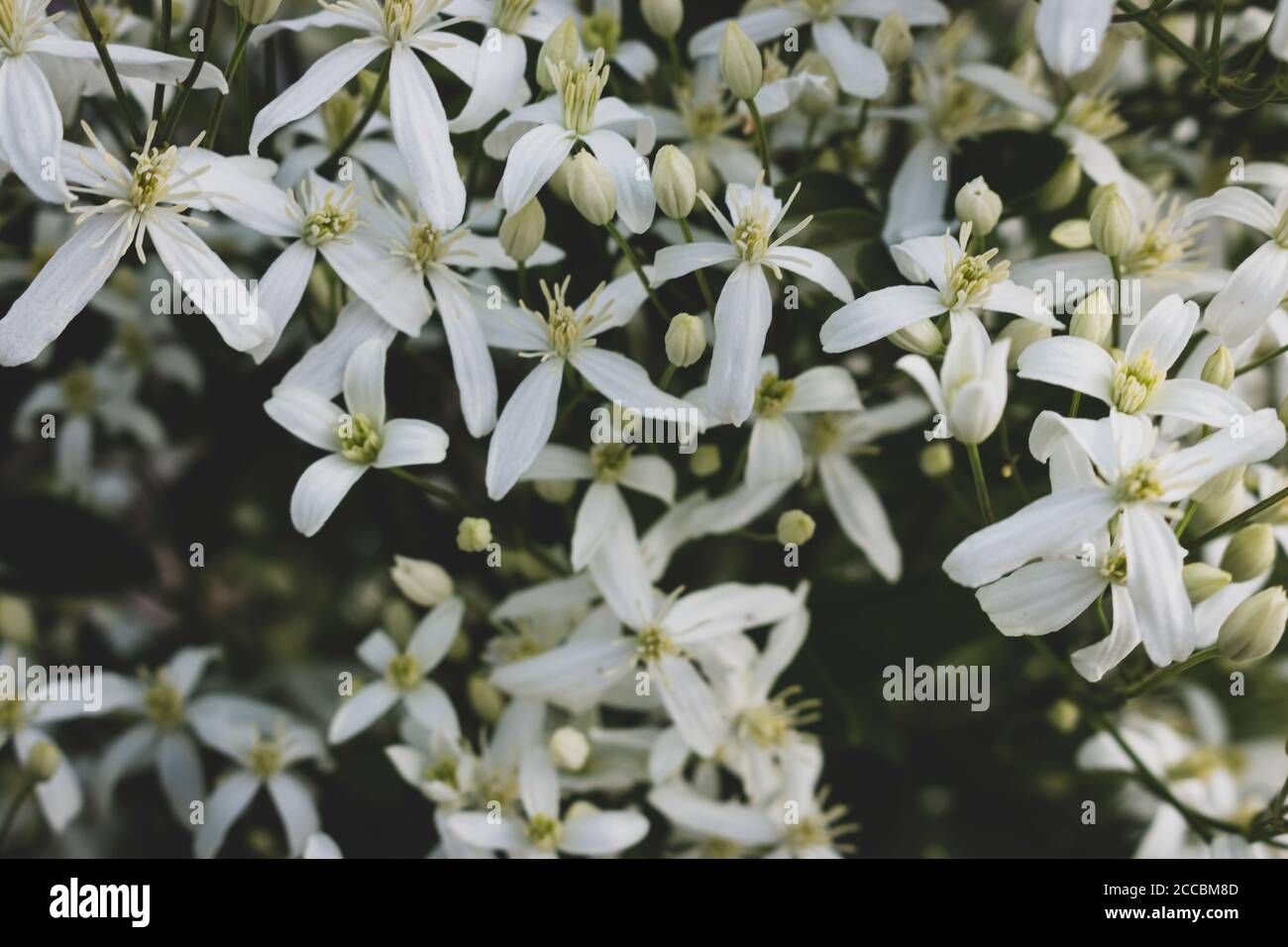 Kleine weiße duftende Blüten von Clematis recta oder Clematis flammula oder Clematis Manchurian im Sommergarten in der Nähe. Blumig natürlichen Hintergrund Stockfoto