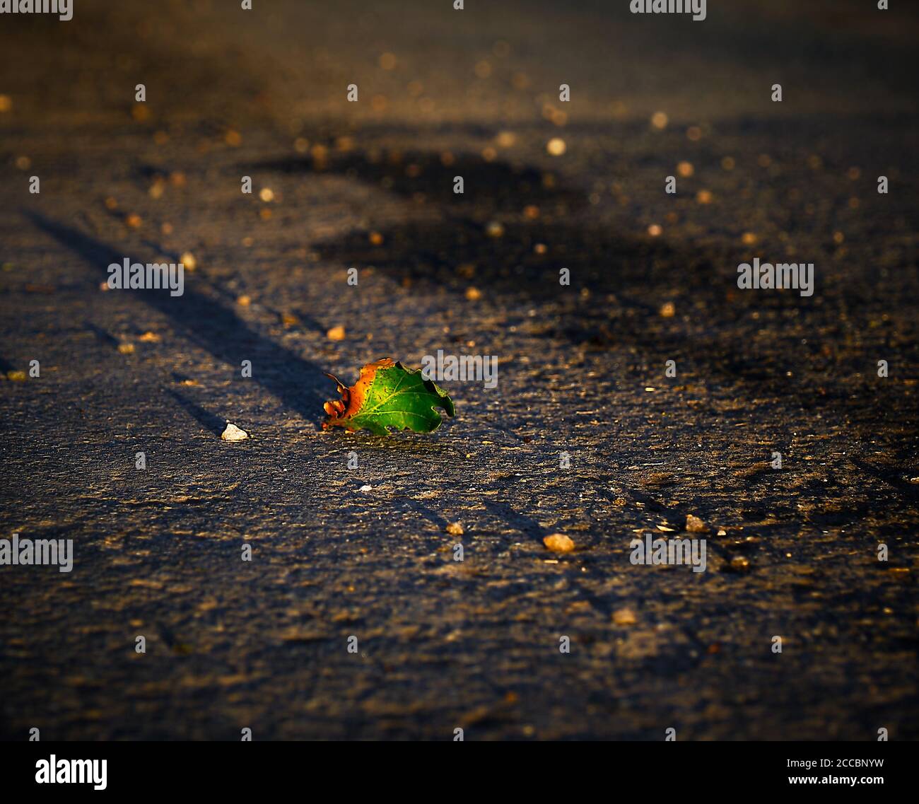 Eichenblatt in Herbstfarben, Nahaufnahme Stockfoto