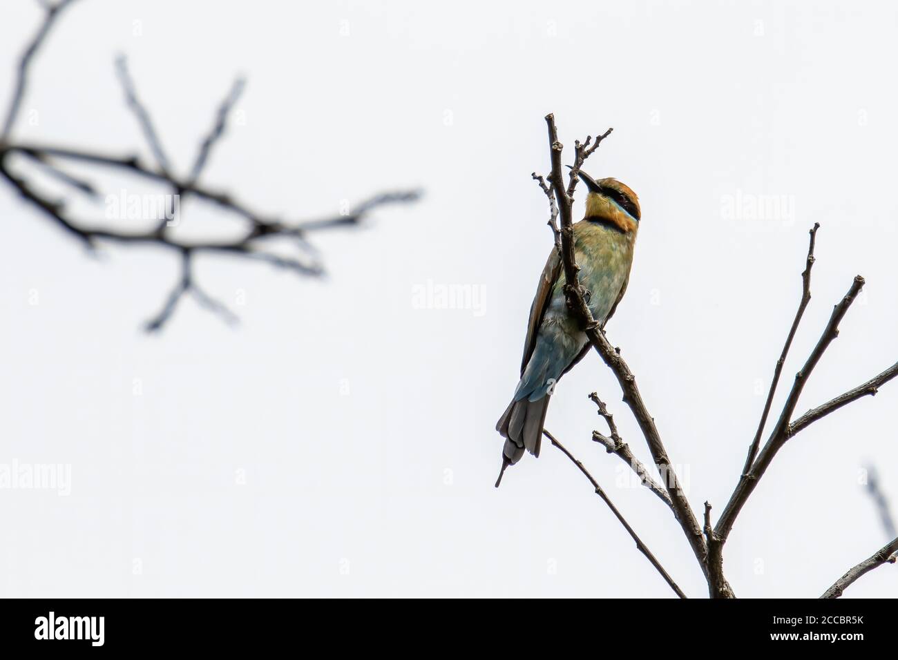 Erstaunliche Regenbogenbienenfresser (Merops ornatus) auf einem Zweig in Kota Kinabalu, Sabah, Malaysia thront, sind Regenbogenbienenfresser brillant gefärbt bi Stockfoto