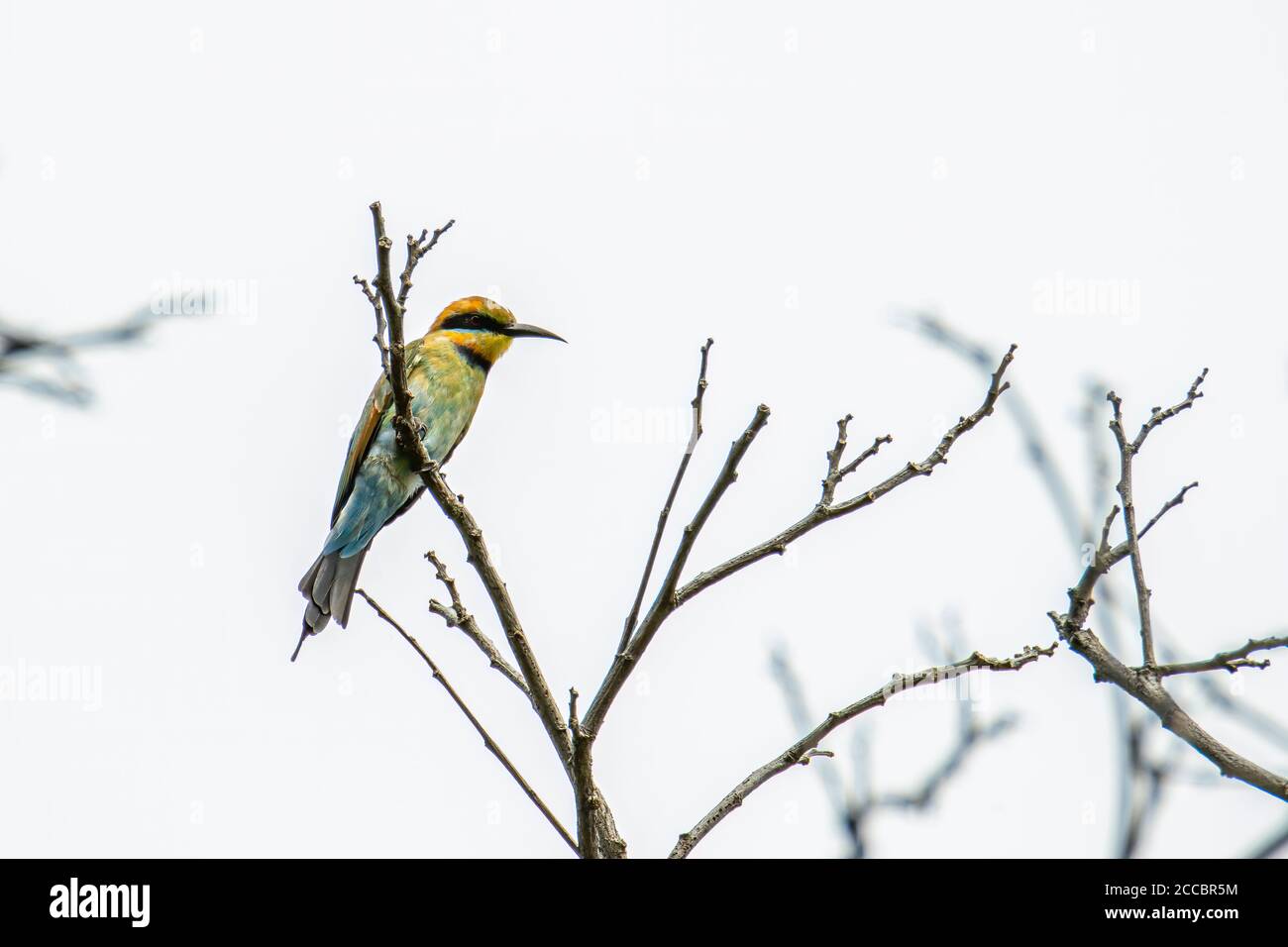 Erstaunliche Regenbogenbienenfresser (Merops ornatus) auf einem Zweig in Kota Kinabalu, Sabah, Malaysia thront, sind Regenbogenbienenfresser brillant gefärbt bi Stockfoto