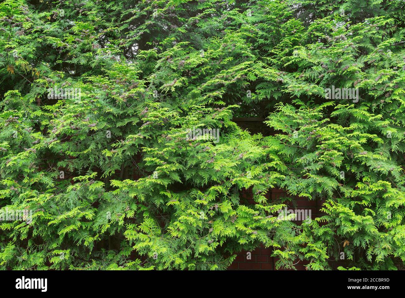 Grüne Pflanzen von Thuja. Stockfoto