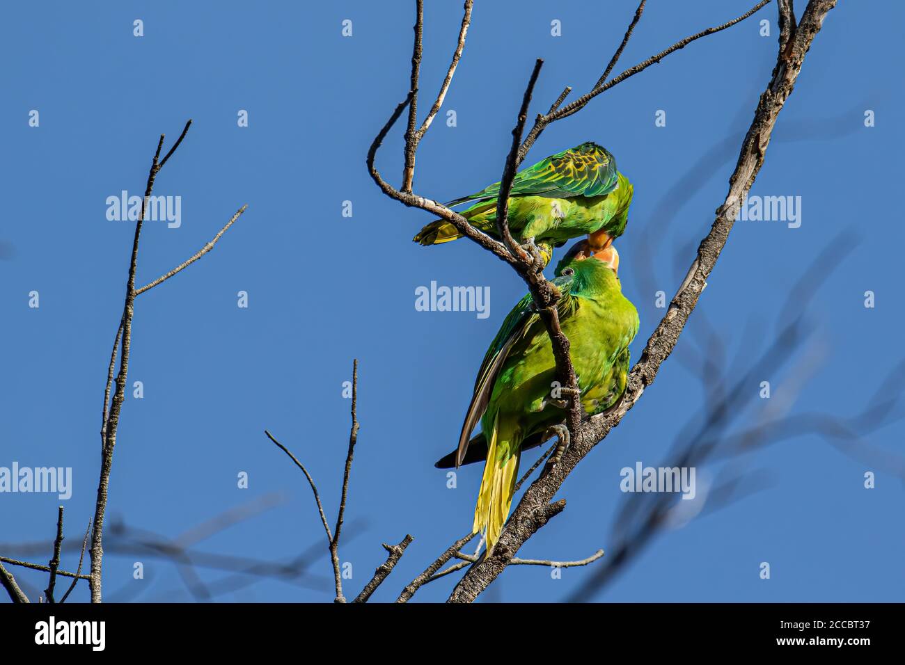 Natur Wildtier Vogel der blau-naped Papagei auch die blau-gekrönt Grüner Papagei in der Natur Gewohnheiten Stockfoto