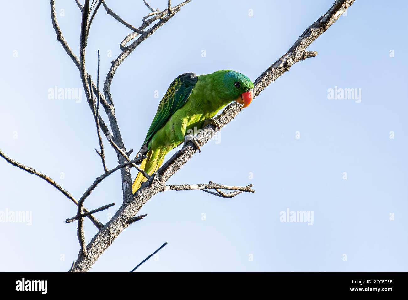 Natur Wildtier Vogel der blau-naped Papagei auch die blau-gekrönt Grüner Papagei in der Natur Gewohnheiten Stockfoto