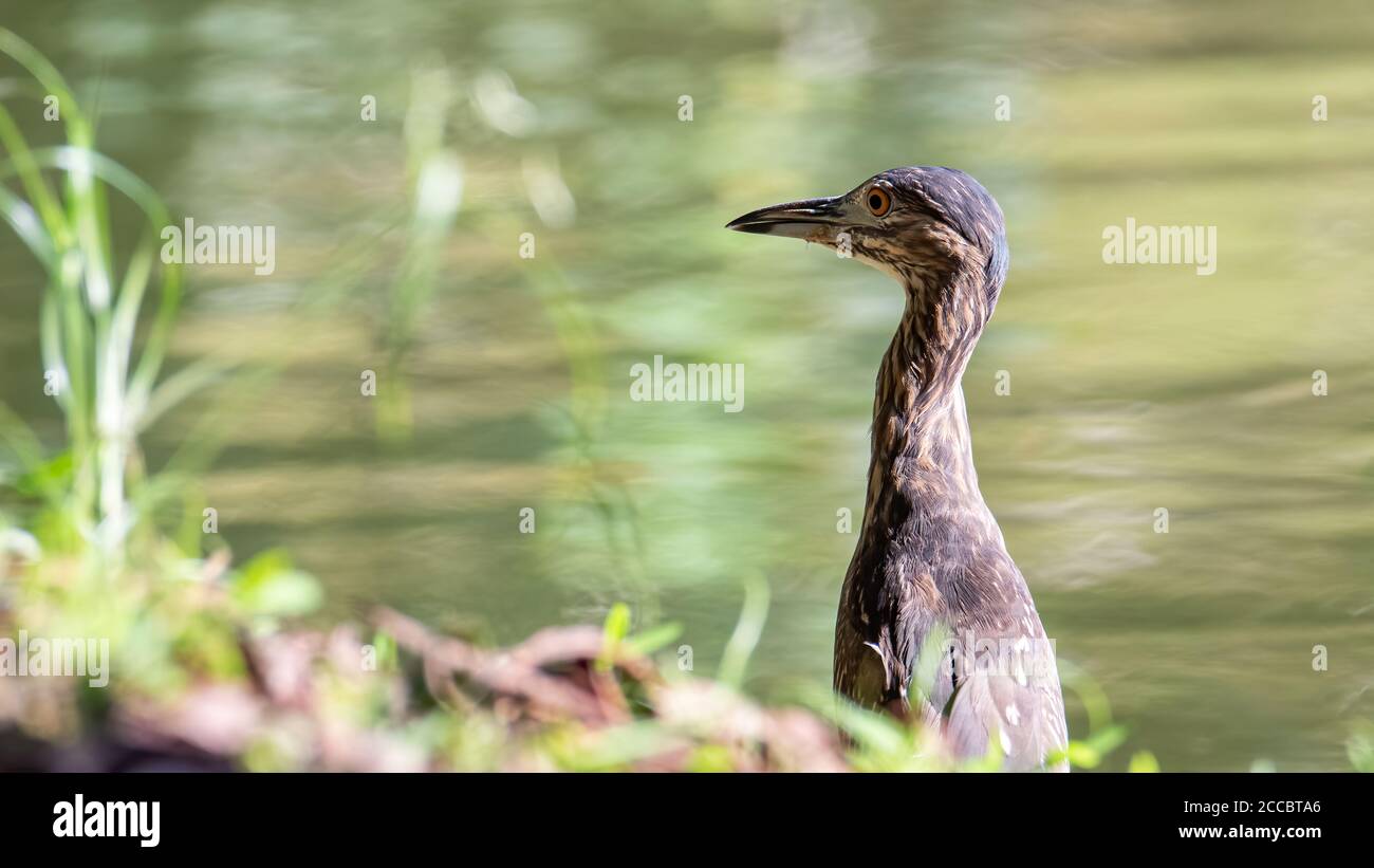 Natur Wildtiere Vogel von Rufous Nachtreiher (unreif) in Natur Feuchtgebiet in Sabah, Borneo Stockfoto