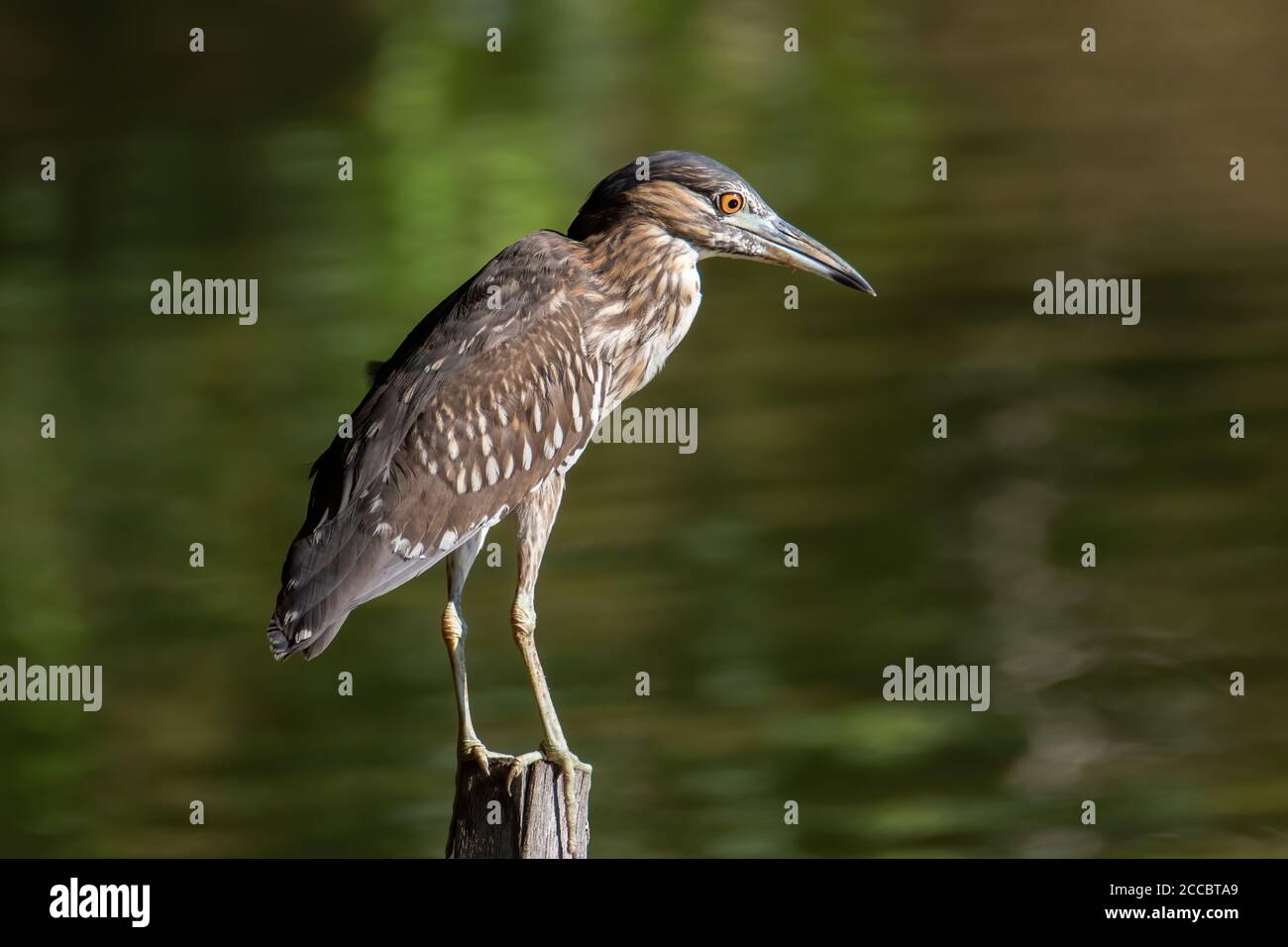 Natur Wildtiere Vogel von Rufous Nachtreiher (unreif) in Natur Feuchtgebiet in Sabah, Borneo Stockfoto